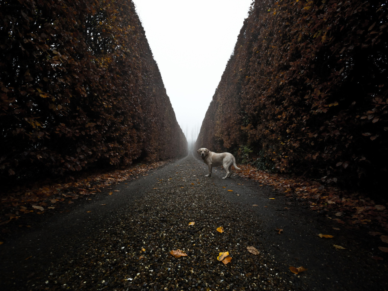 Download wallpaper road, look, each, dog, section dog in resolution 1600x12...