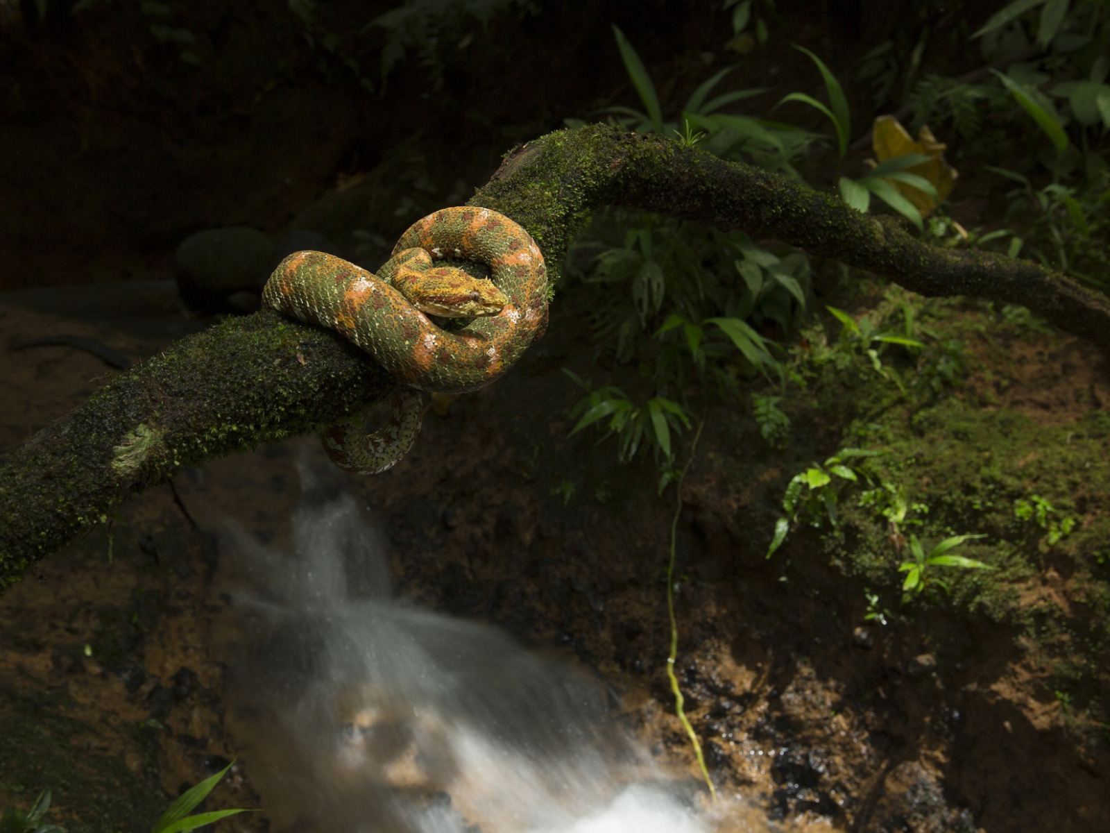 Лесной змеи 2