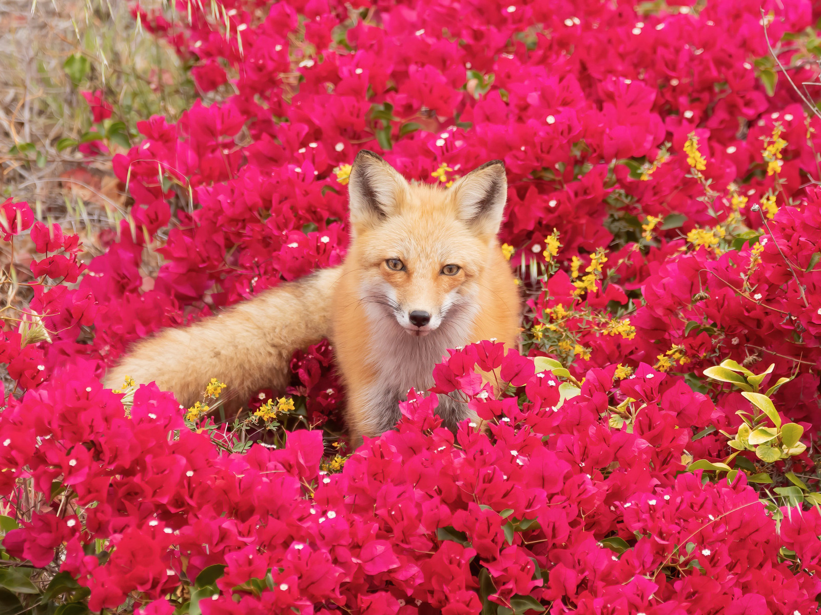 Flower foxes. Розовая лиса. Лиса и цветы. Лисица в цветах. Лисы в цветах.