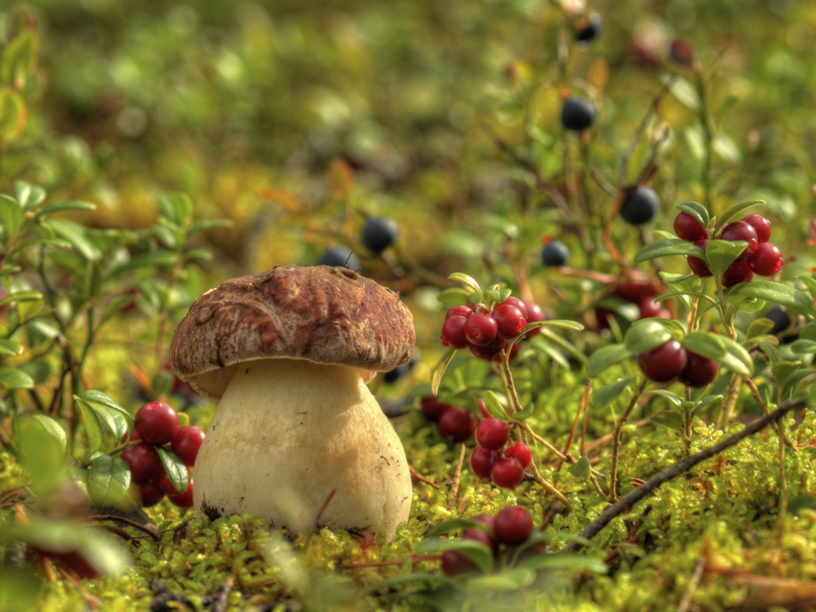 Бесплатные фото грибов Download wallpaper berries, mushroom, moss, blueberries, cranberries, Borovik, s