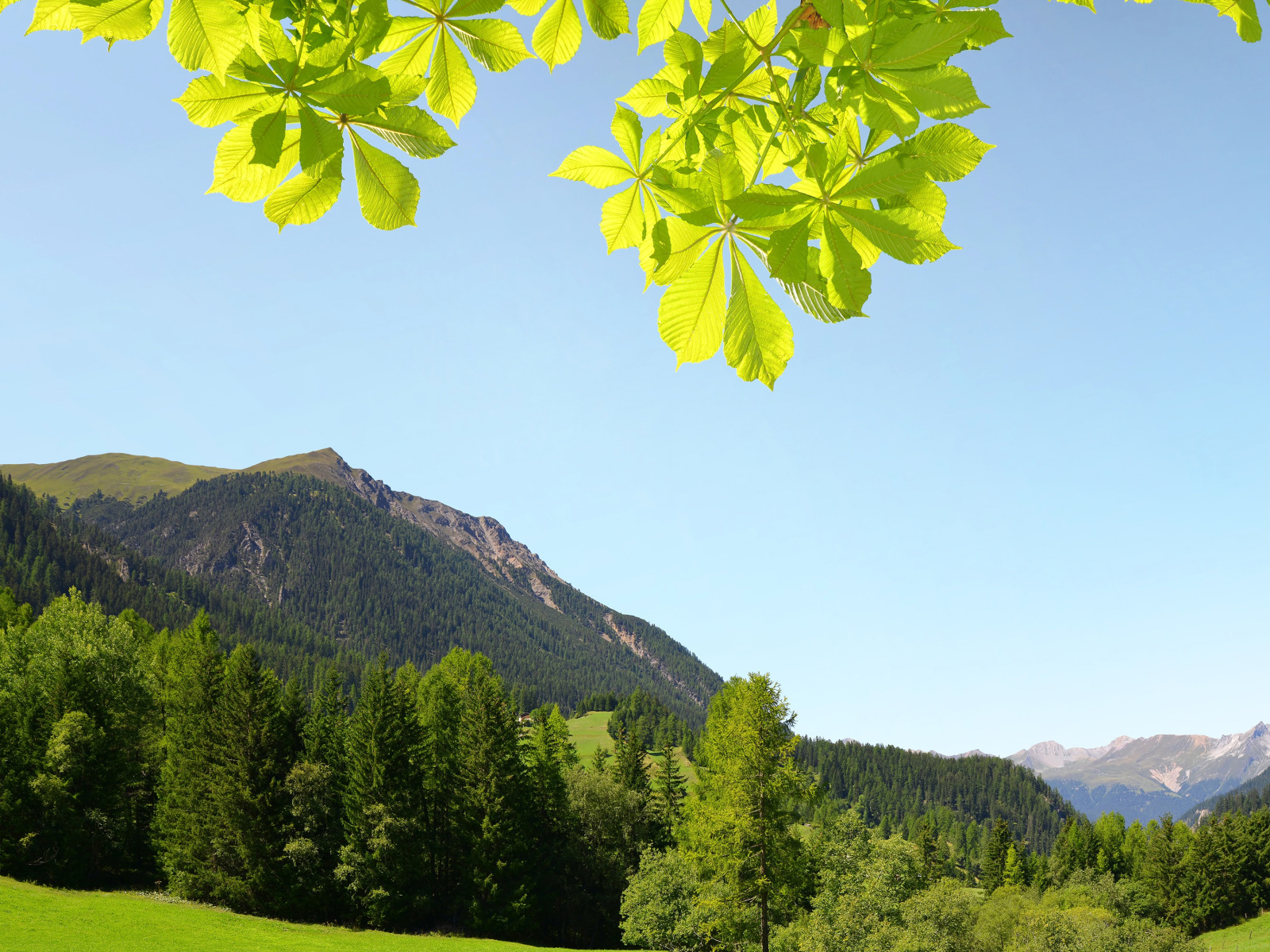 Mountain branch. Горная листва. Густая листва в горах. Солнечная Швейцария. Листва на горе.