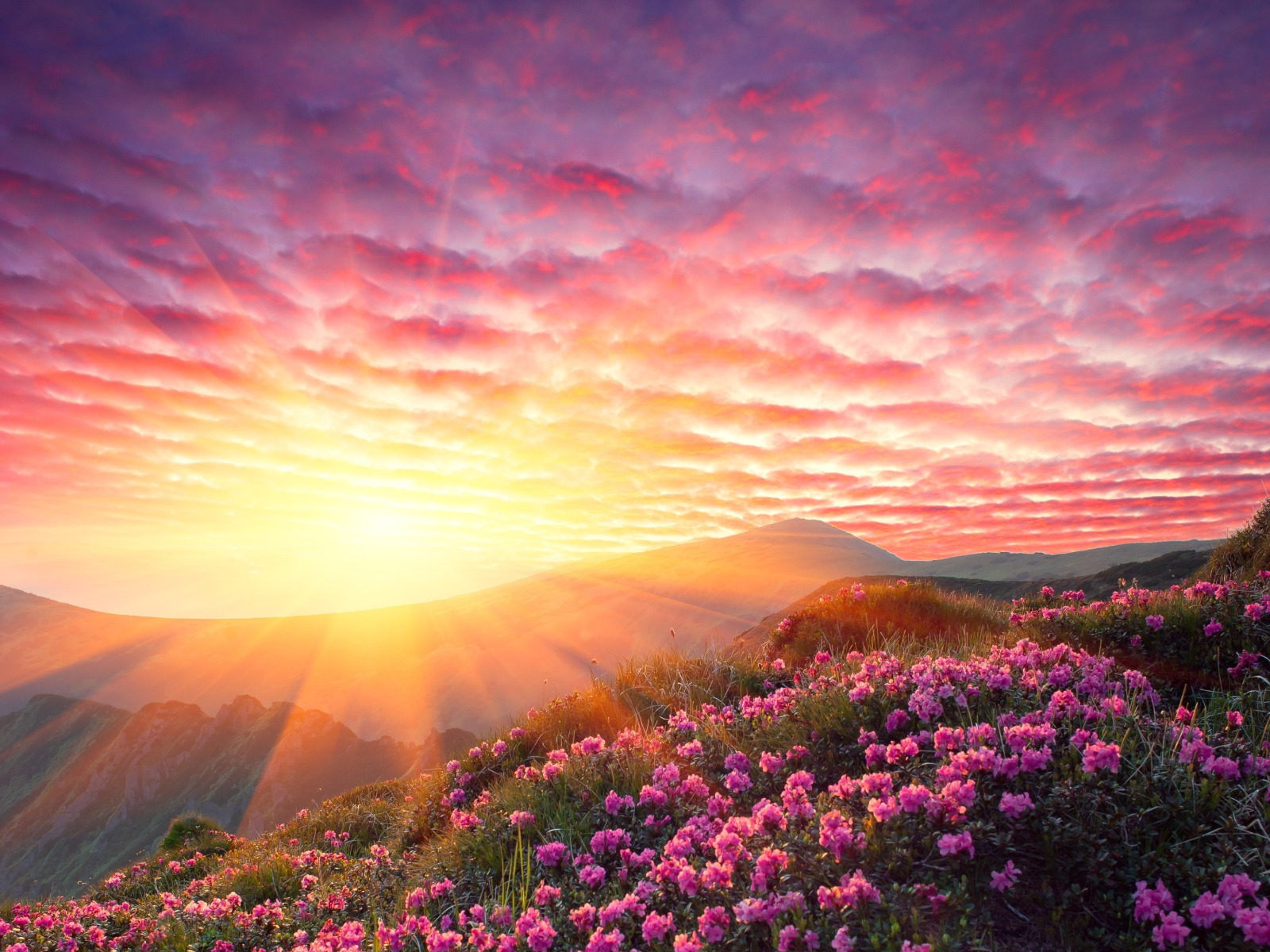 Flower sunset. Красивый рассвет. Красивый Восход. Рассвет в горах. Солнечный пейзаж.