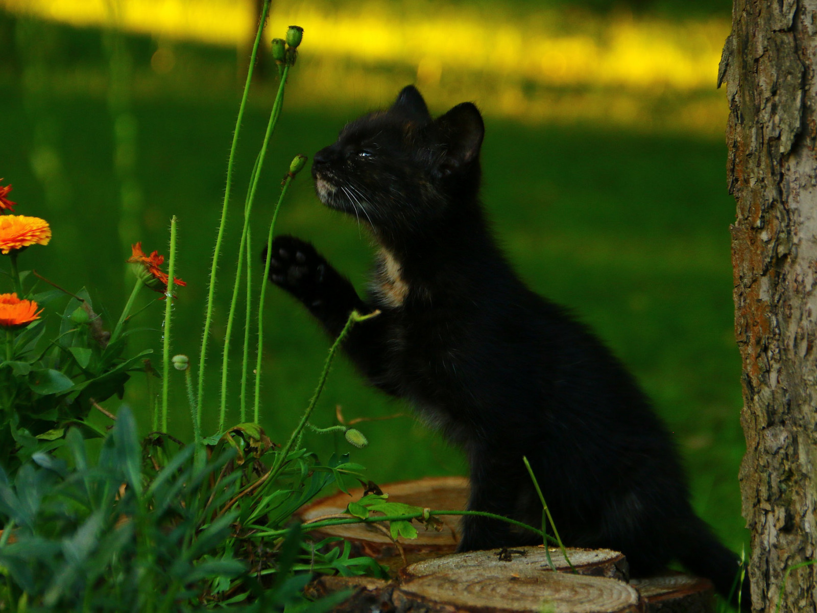 Black cat 1400. Черный котенок. Черный кот на природе. Черный кот в траве. Чёрный котенок в траве.