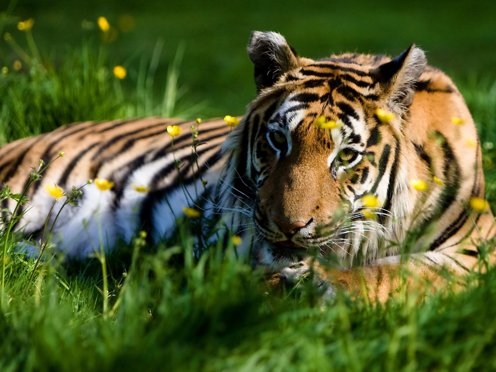 Природа животные бесплатно фото Download wallpaper summer, grass, look, tiger, stay, predator, section cats in r