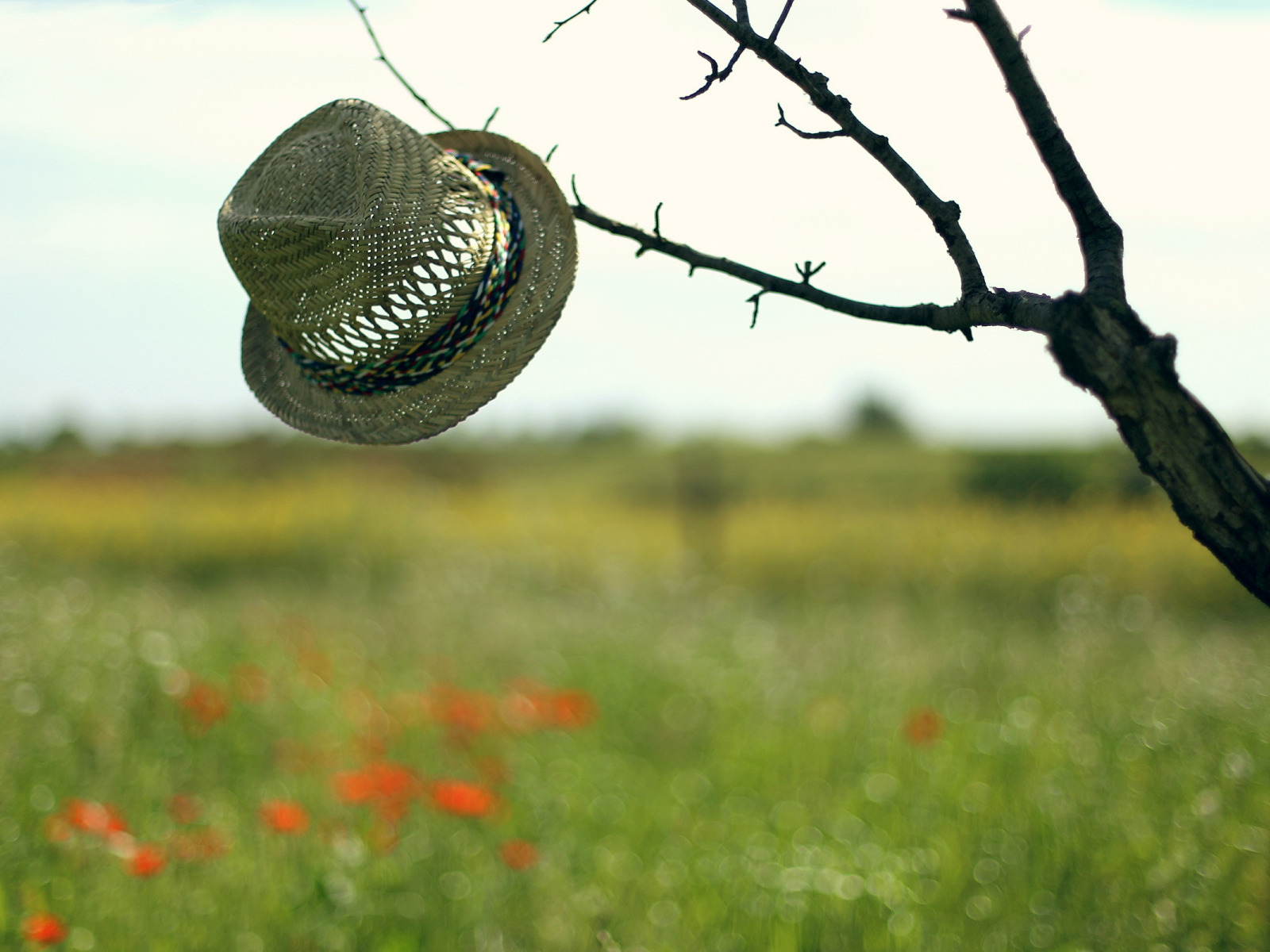 Tree hat. Шляпа дерево. Дерево с шляпками. Шляпа из дерева. Дерево с шлепами на ветке.