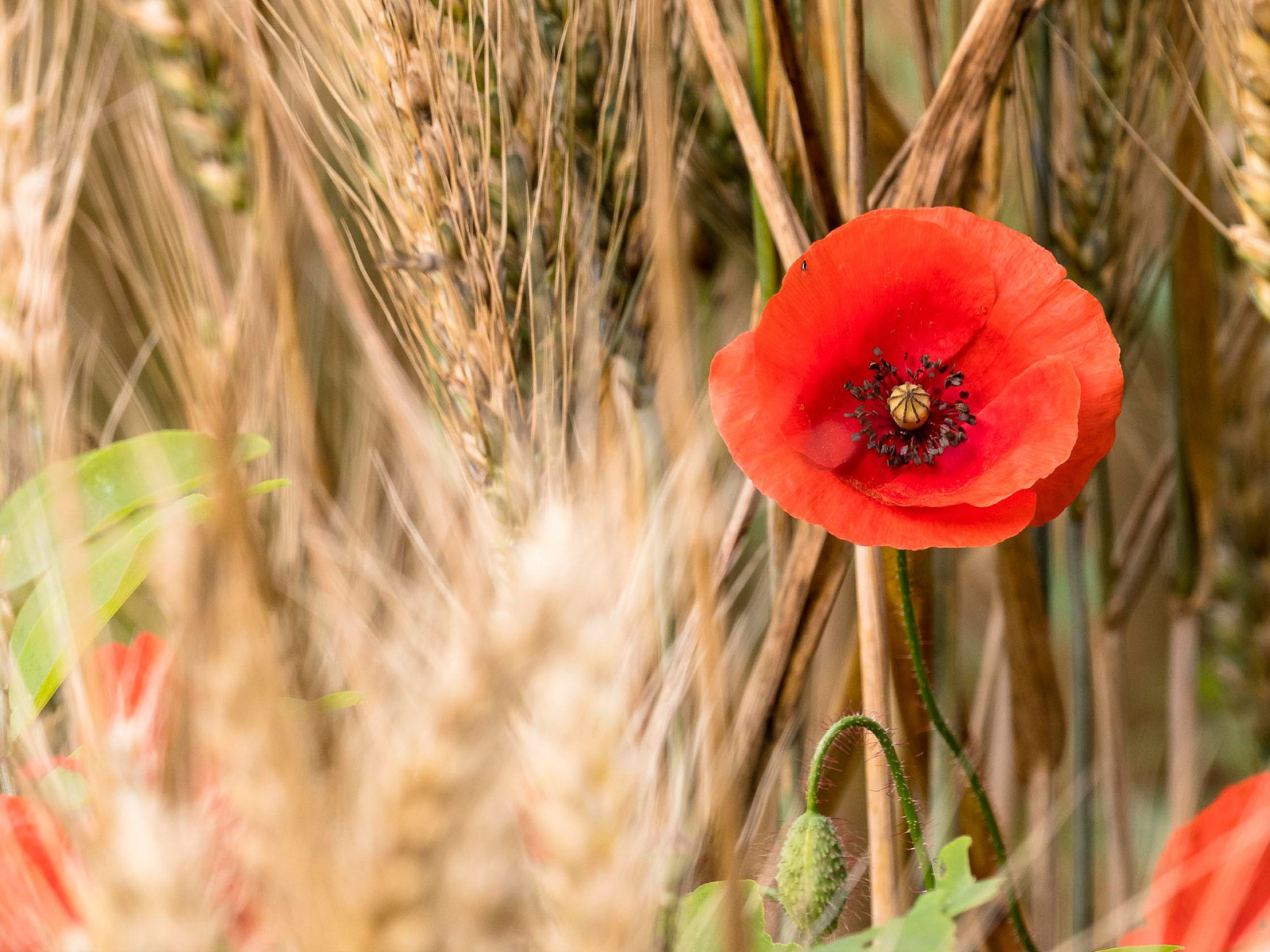 красные колоски