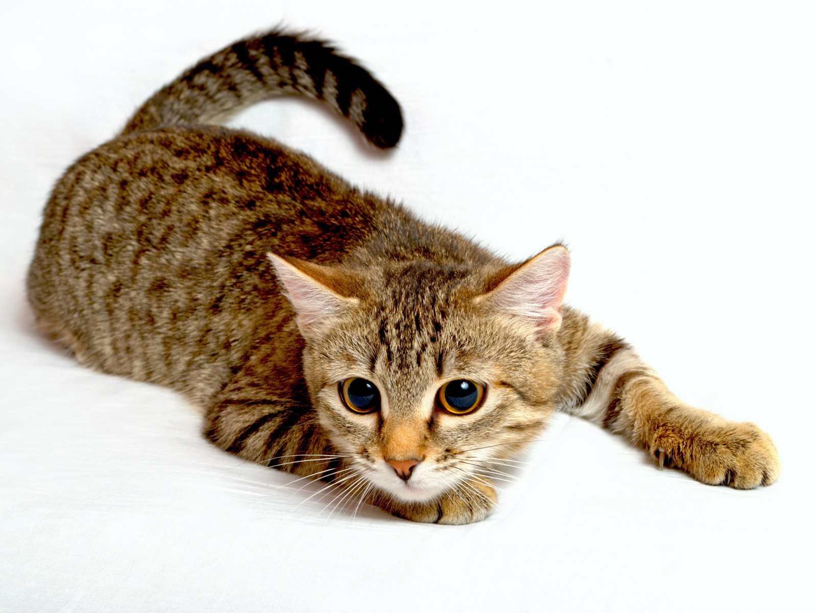Picture me cats. Кошка. Калифорнийская сияющая кошка. Полосатые коты. Красивая полосатая кошка.