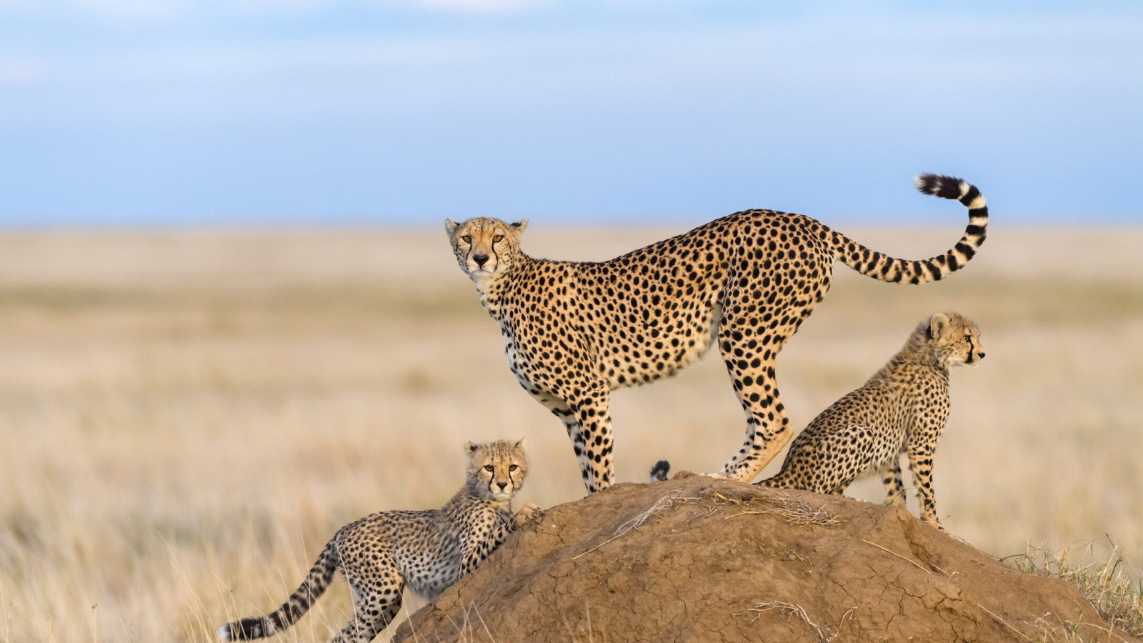 Download wallpaper nature, kittens, Cheetah, mom, cubs, cheetahs
