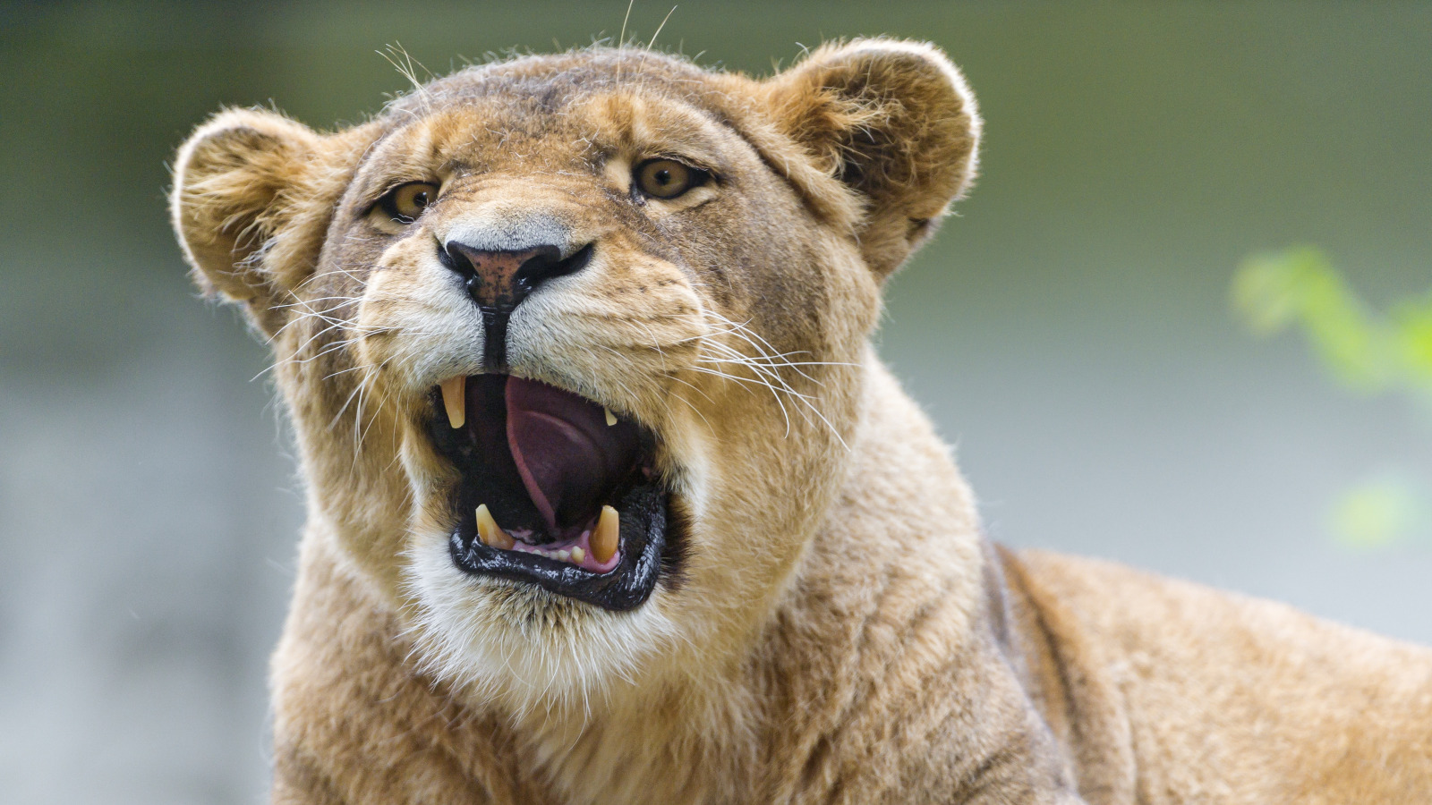 cat, lioness, yawns, ©Tambako The Jaguar