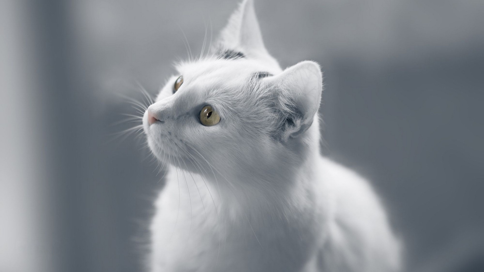 Белые коты фото скачать Download wallpaper cat, white, eyes, cat, look, background, portrait, monochrome