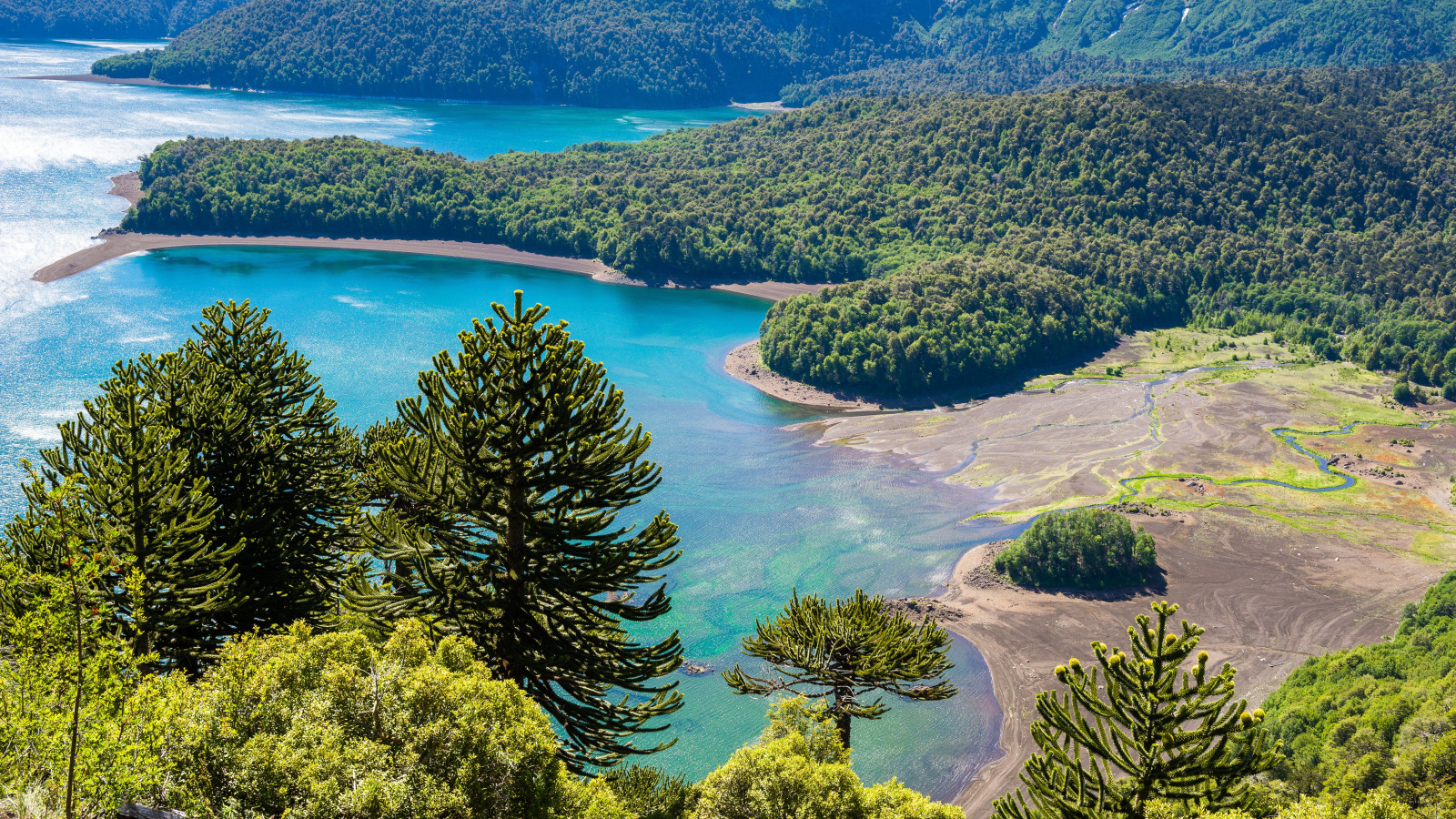 Download wallpaper Forest, Park, Coast, Chile, Conguillio National Park ...