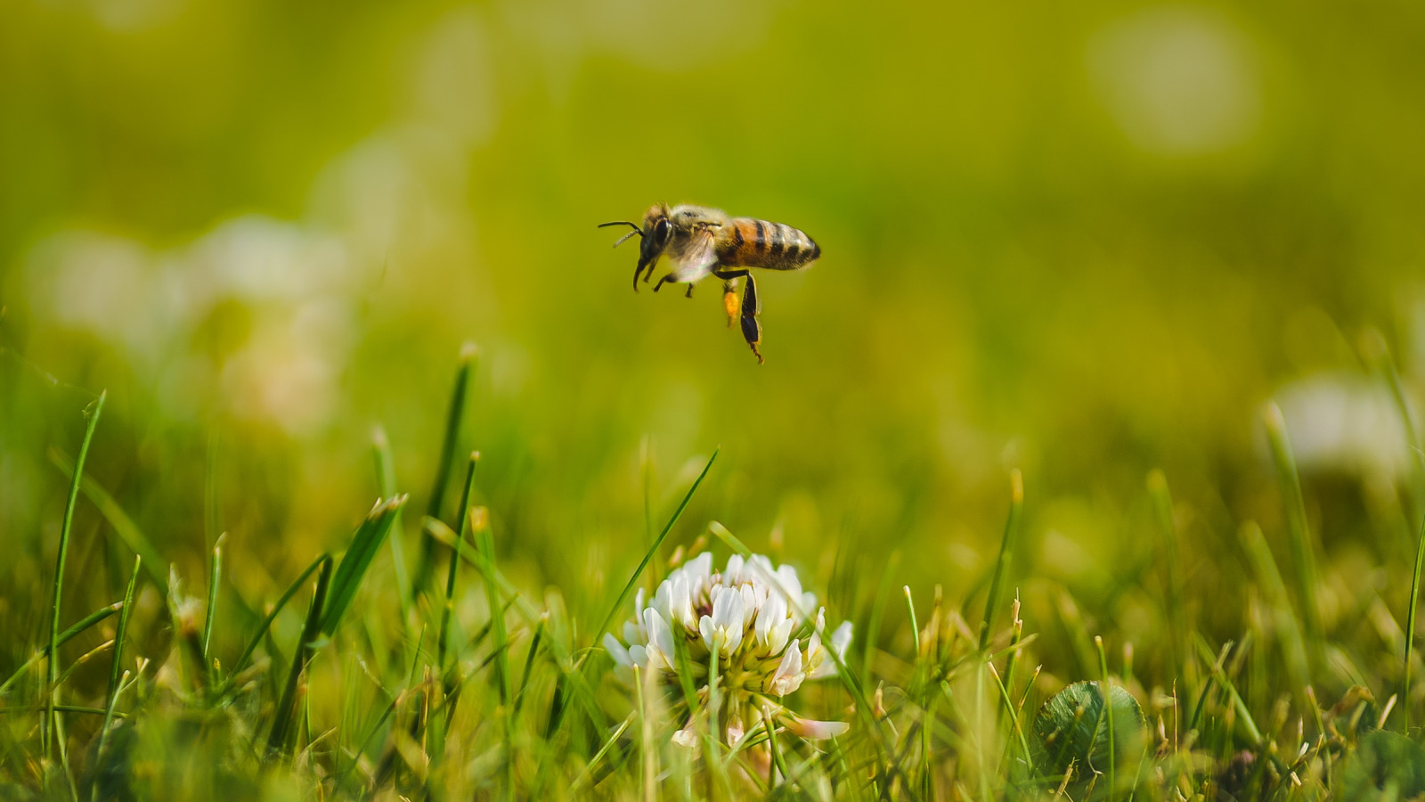Полетели луга. Пчелы на лугу. Пчелы в поле. Пчелы над лугом. Пчелы в природе.