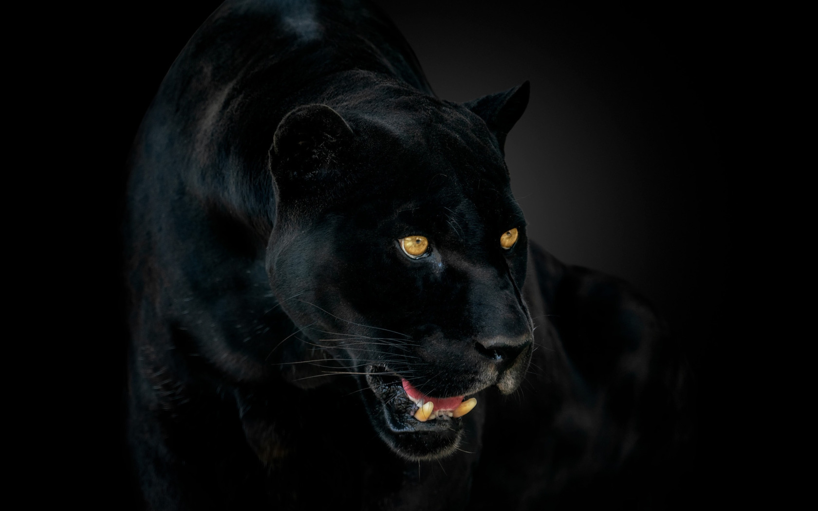 Download wallpaper eyes, Panther, fangs, Jaguar, jaguar, eyes, panther ...