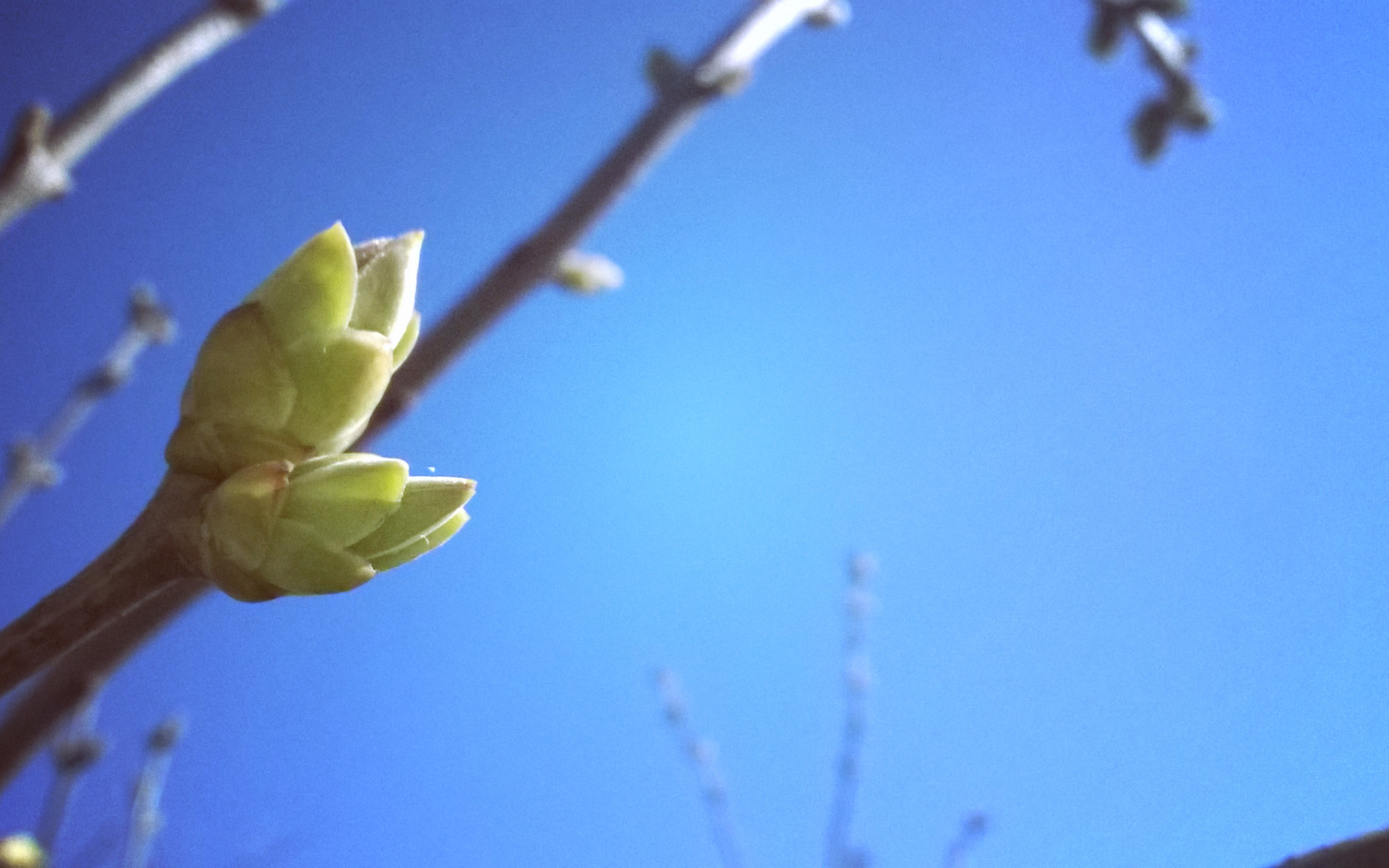 Выбравшись на весеннее солнце и совершив первый. Распускание берёзовых почек. Пробуждение природы весной. Почки на деревьях весной.