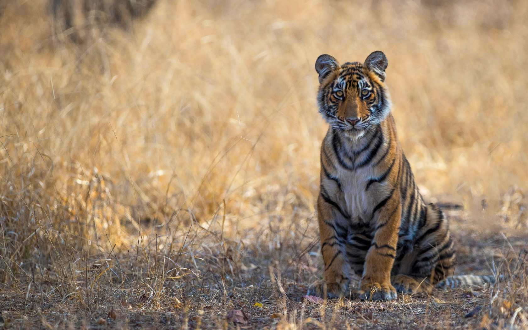 Royal Bengal Tiger: Over 12,793 Royalty-Free Licensable Stock Photos |  Shutterstock