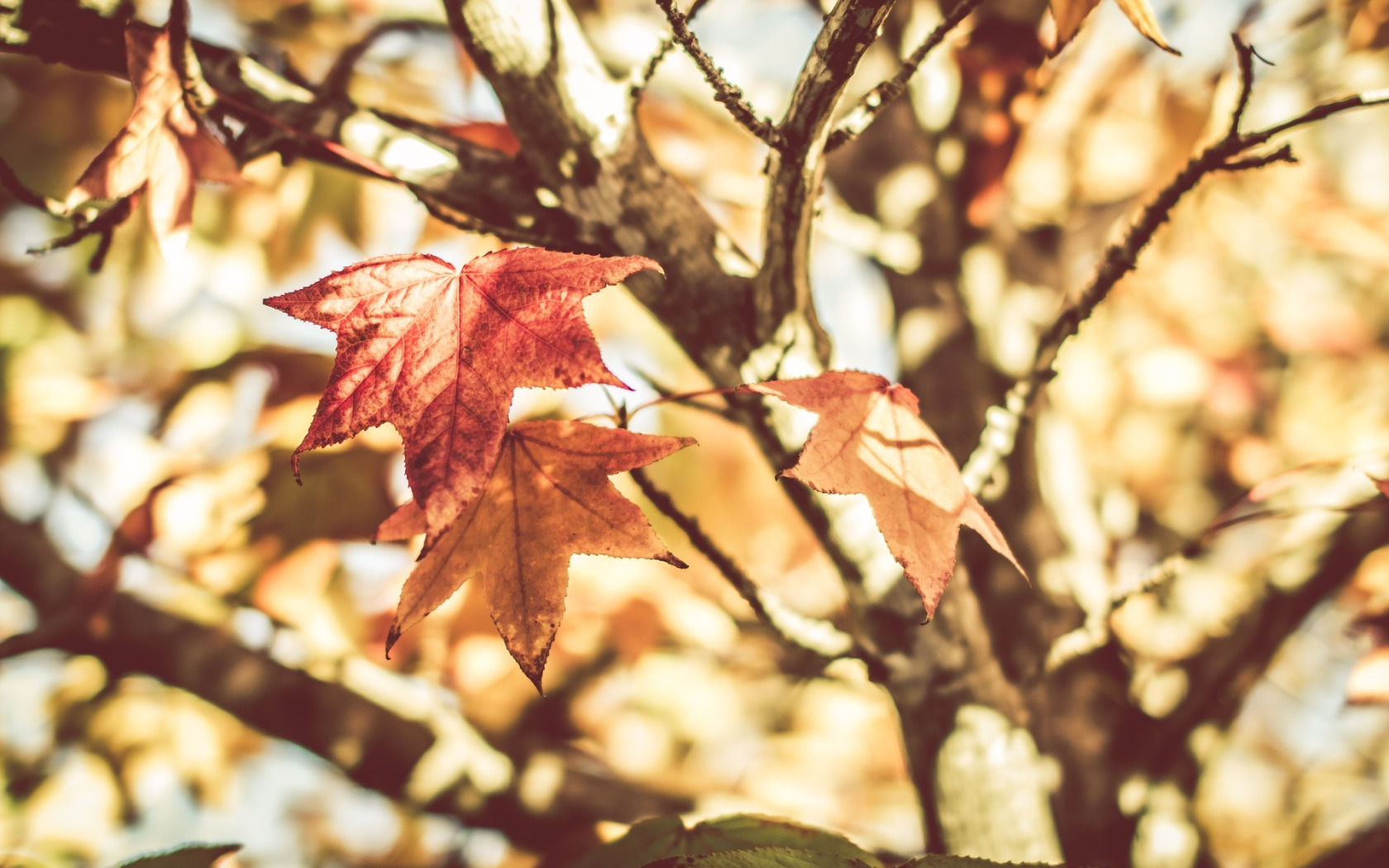 Leaves warm