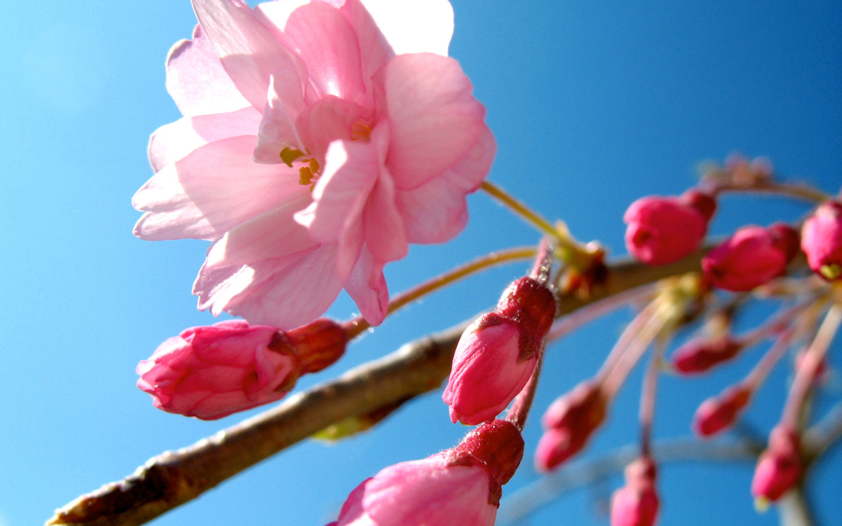 flower, the <b>sky</b>, pink, spring, Sakura.