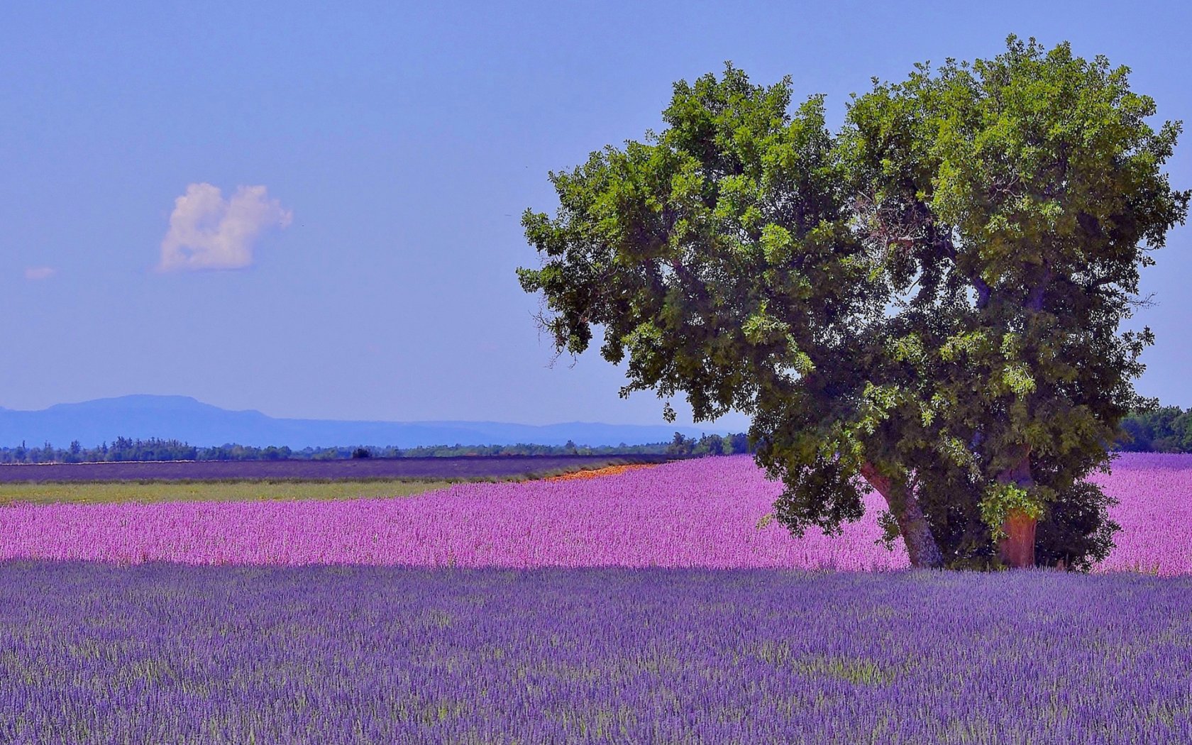 Perouges France Wallpaper Flowers Download wallpaper field, trees, flowers, mountains, France, lavender ...