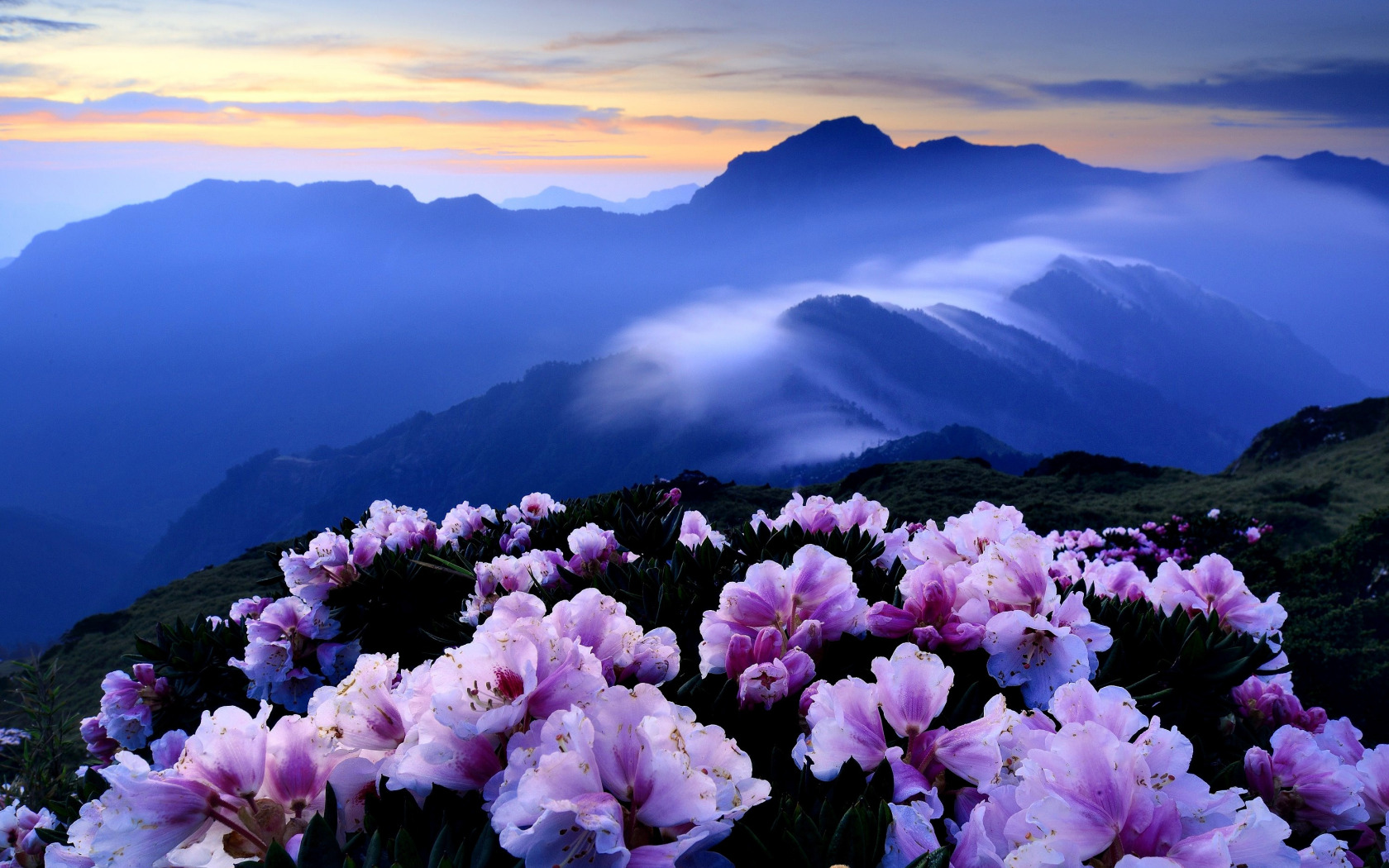 Flowery mountain sect. Тхач рододендроны. Рододендрон в горах Монти-Сибиллини. Рододендрон горный кавказский. Цветы в горах рододендроны.