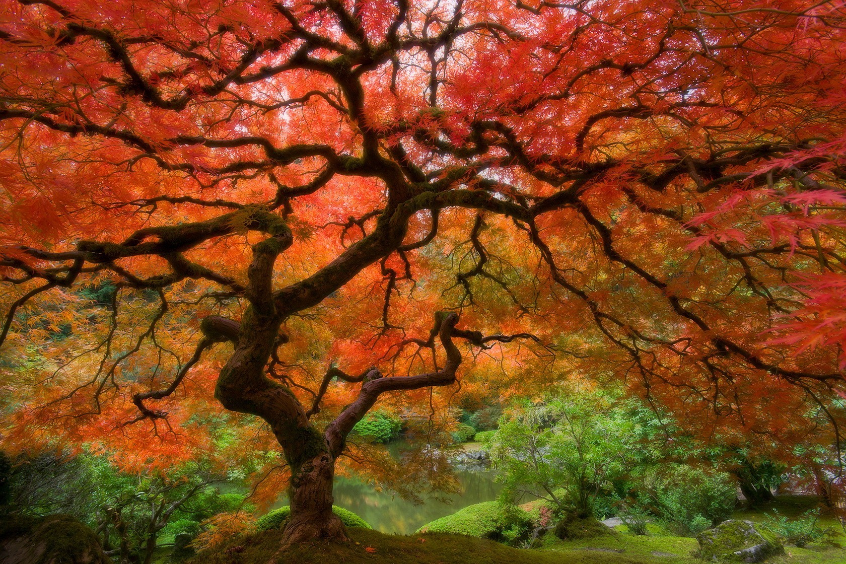 Красивое красное дерево. Красивое дерево. Красное дерево. Дерево с красными листьями. Дерево с цветными листьями.