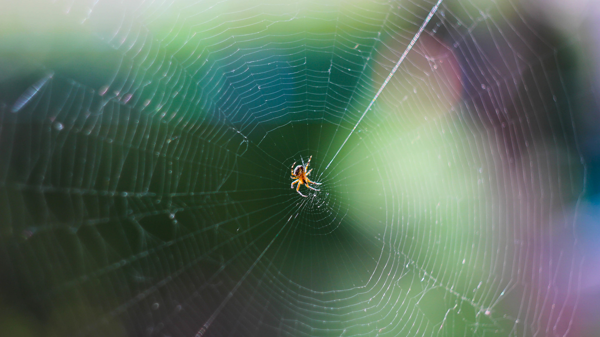 macro, nature, macro, web. spider