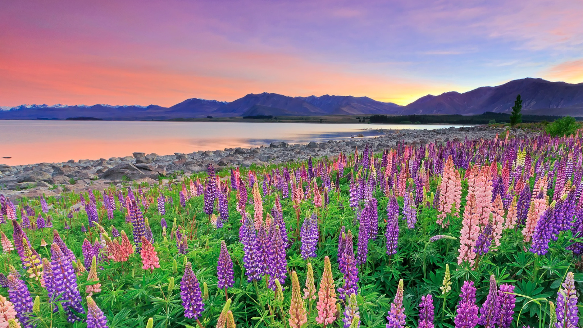 Download wallpaper flowers, mountains, lake, New Zealand, New 