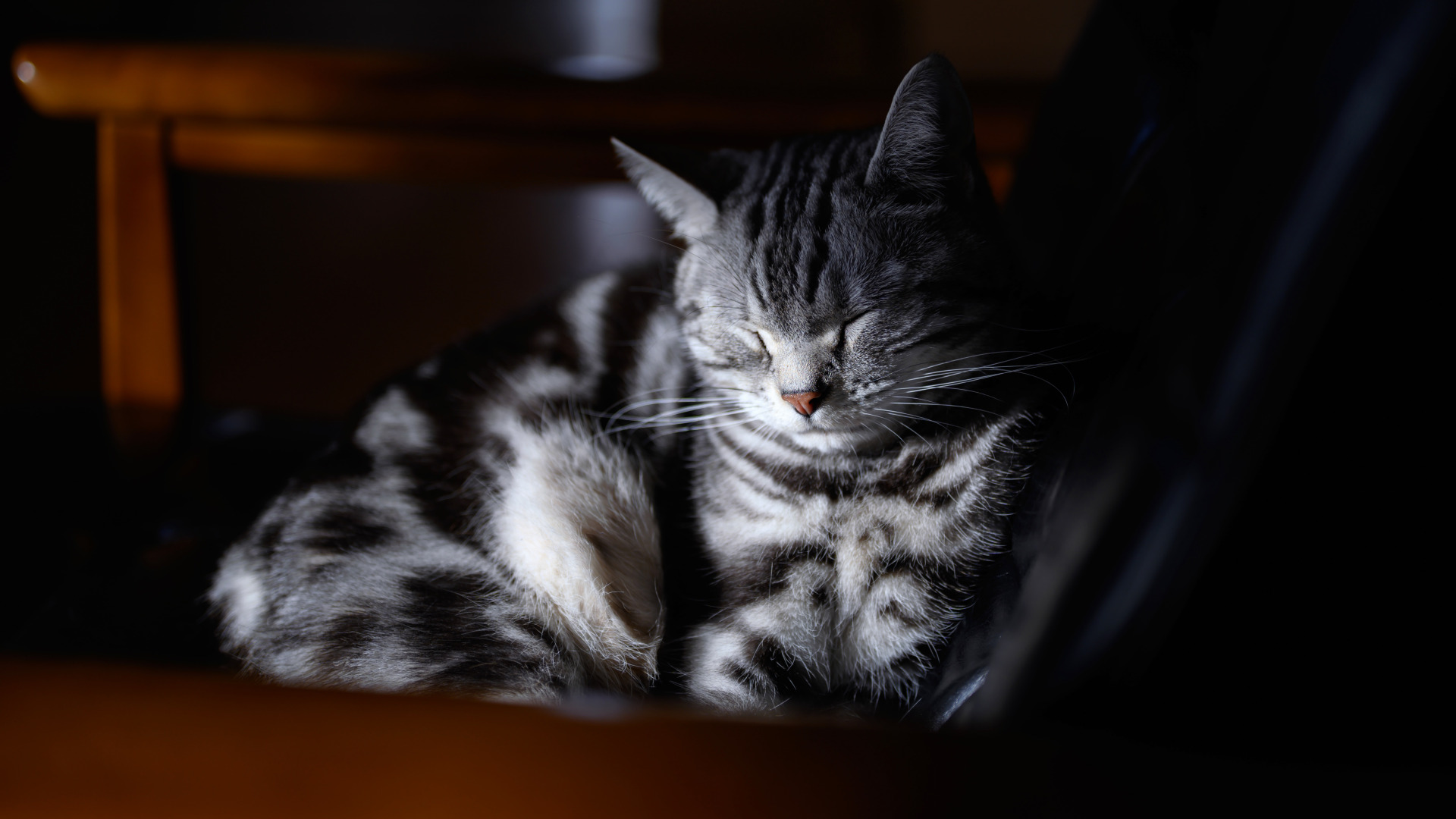 Stay grey. Кот спит. Серый кот спит. Заставка котик спит на рабочий стол. Обои полосатый кот лежит на коленях