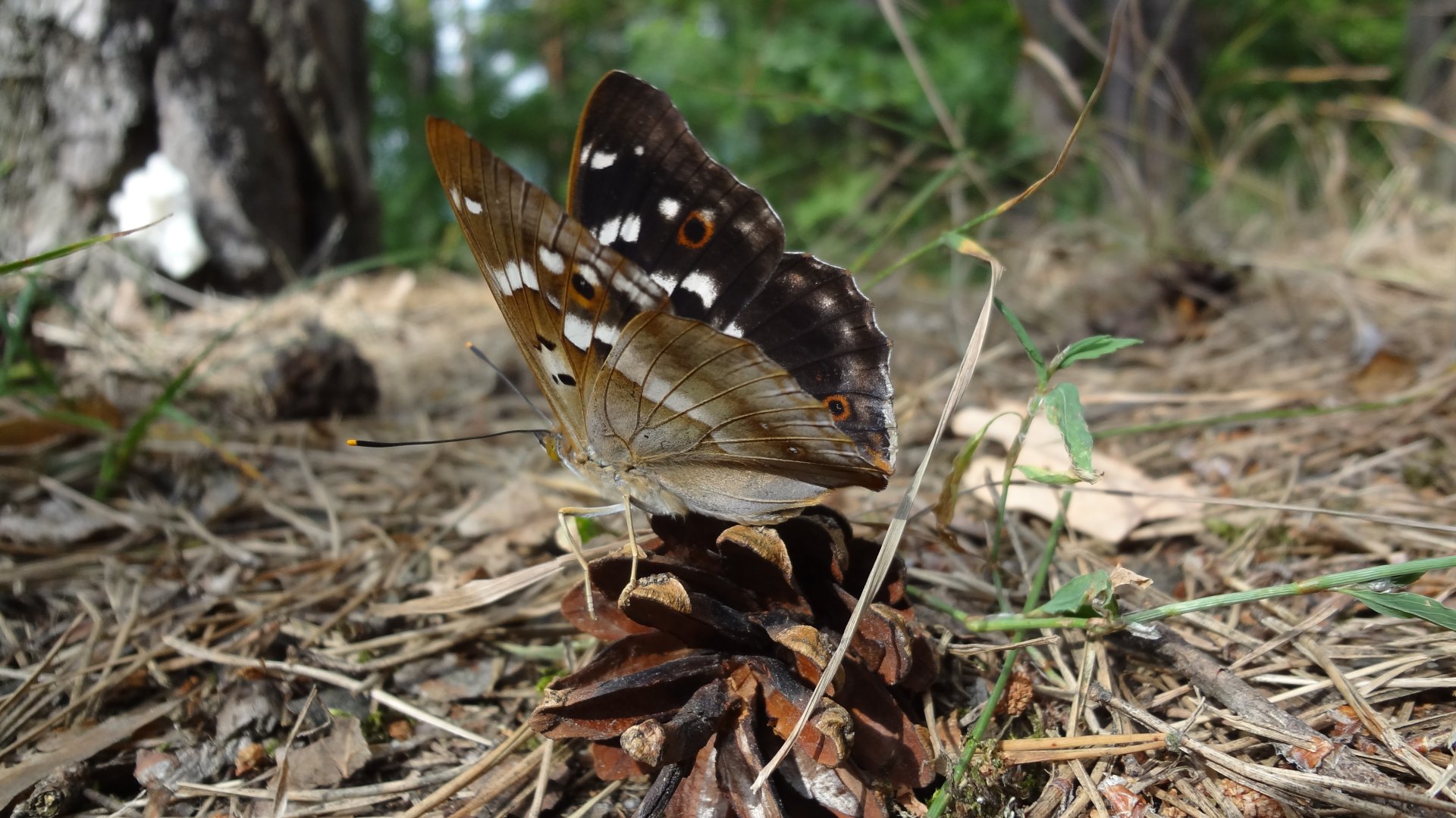Download wallpaper forest, summer, landscape, nature, butterfly, glade ...