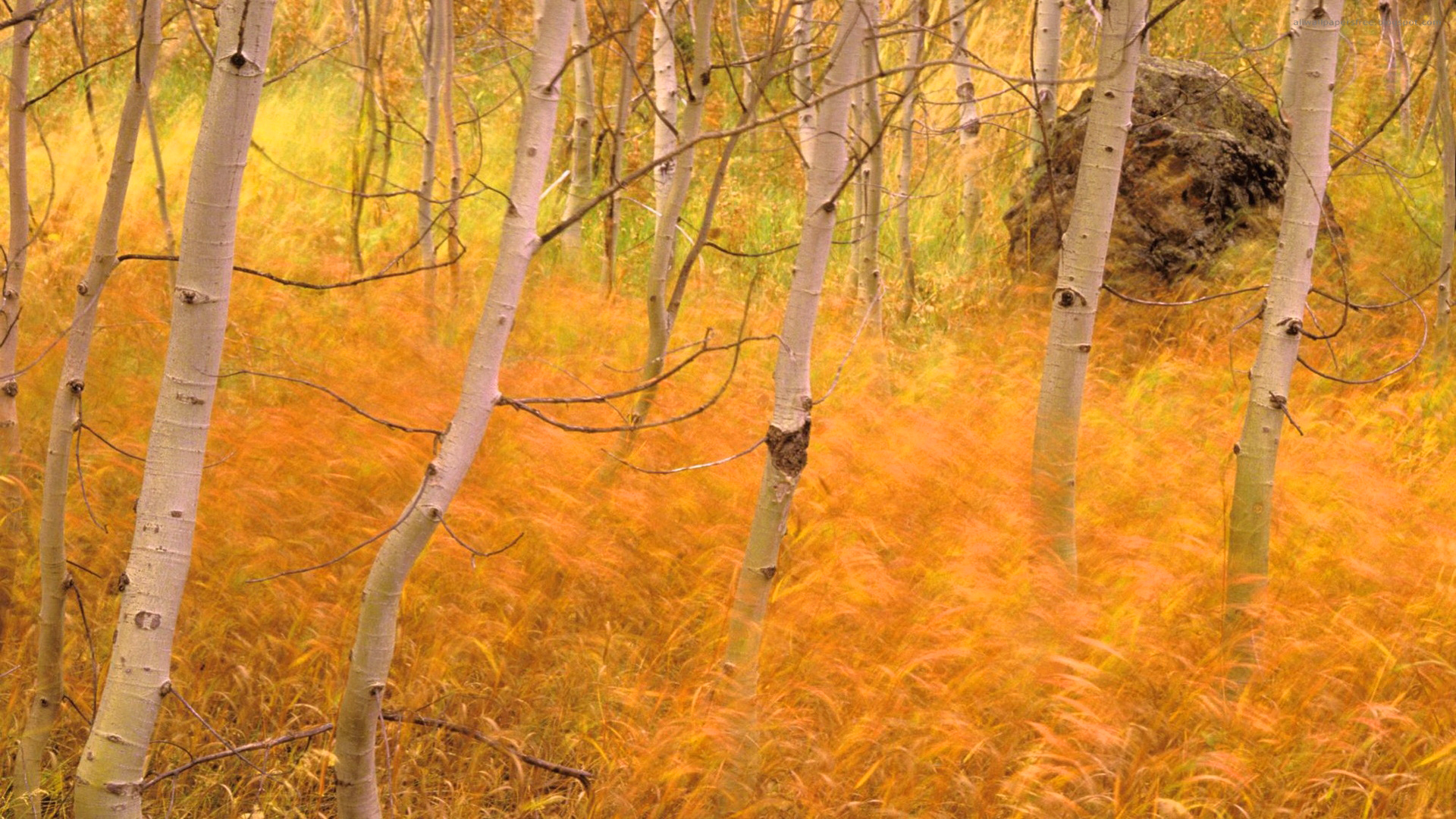 Осень какая трава. Береза осенью. Осенняя трава. Осенняя трава в лесу. Осень желтые травы.