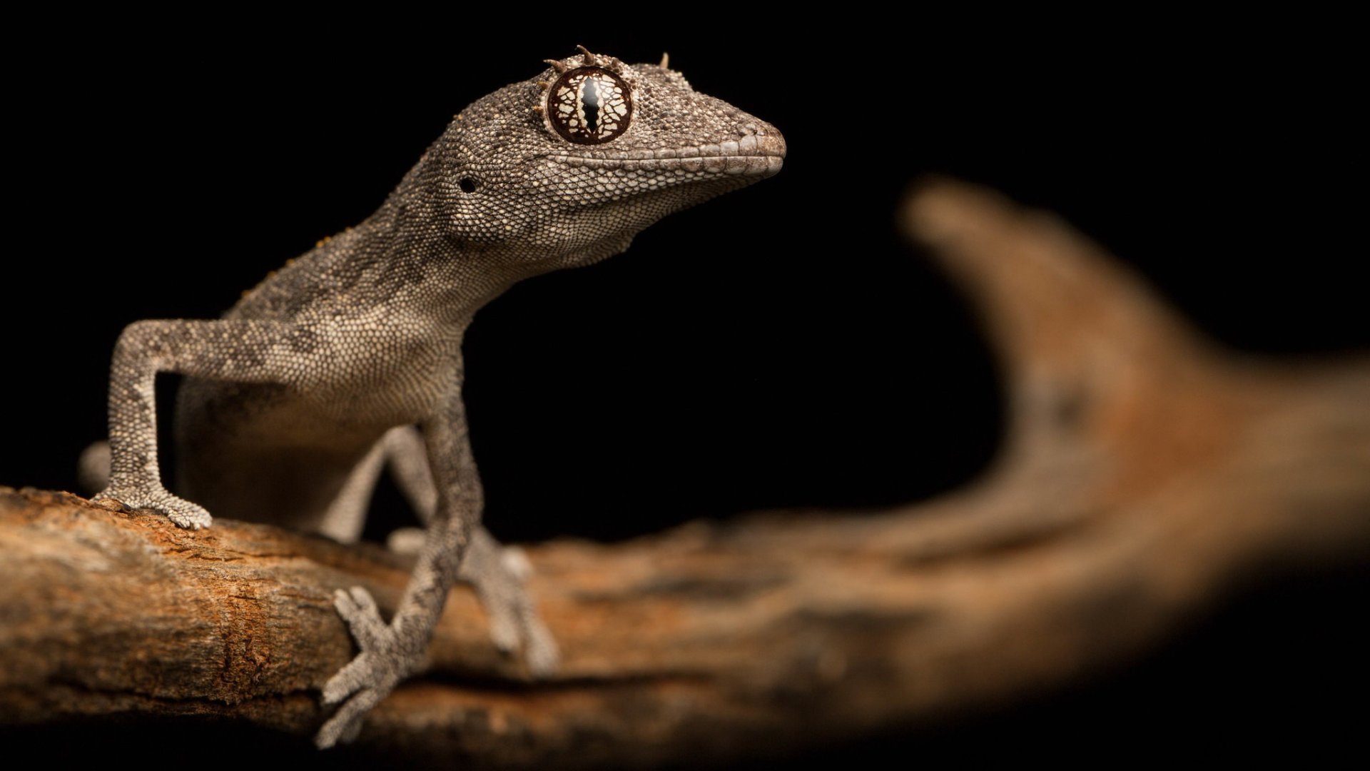 Download wallpaper nature, lizard, Western Shield spiny-tailed gecko ...