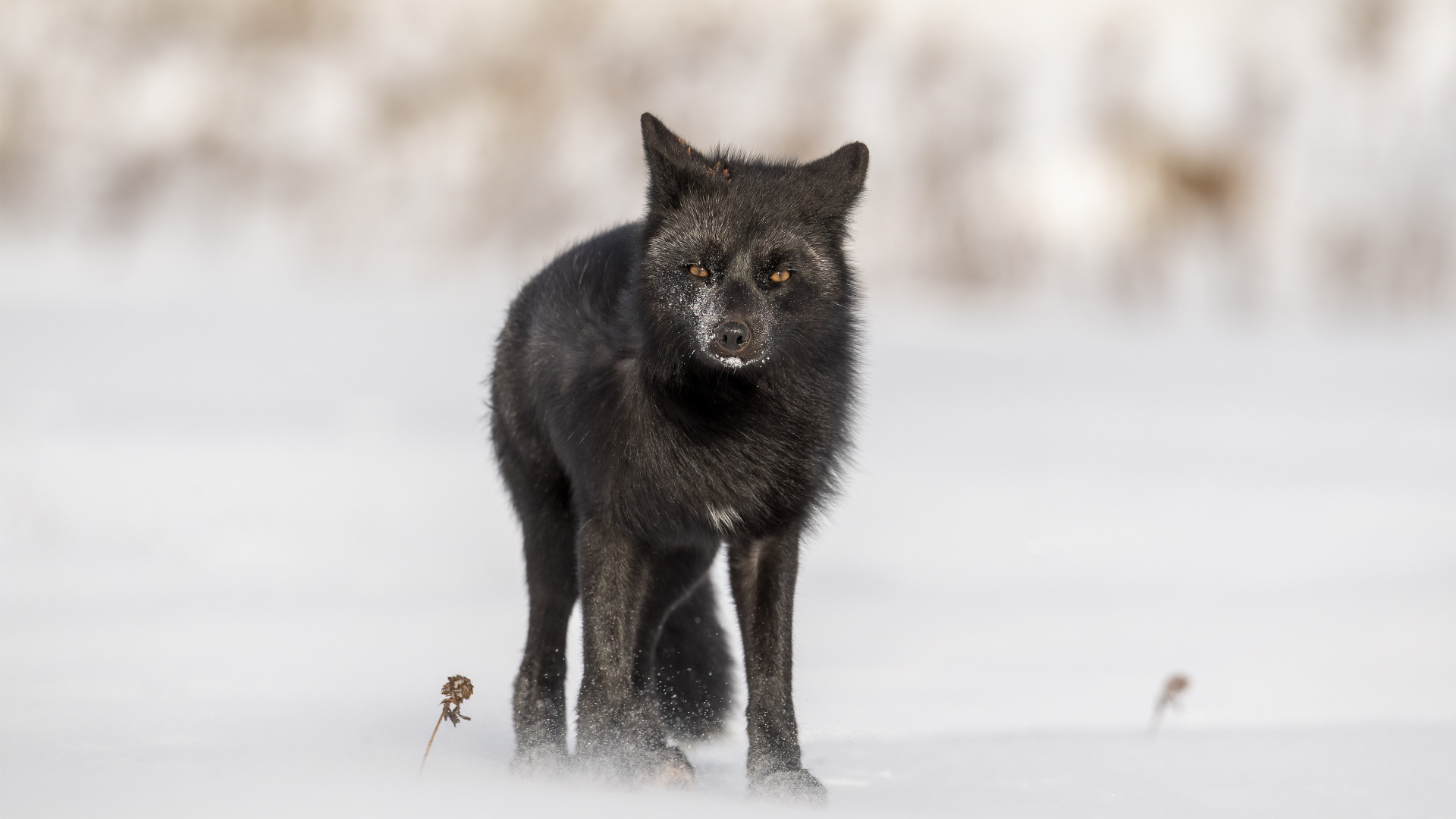 Download wallpaper winter, look, snow, pose, Fox, face, Fox, silver Fox ...