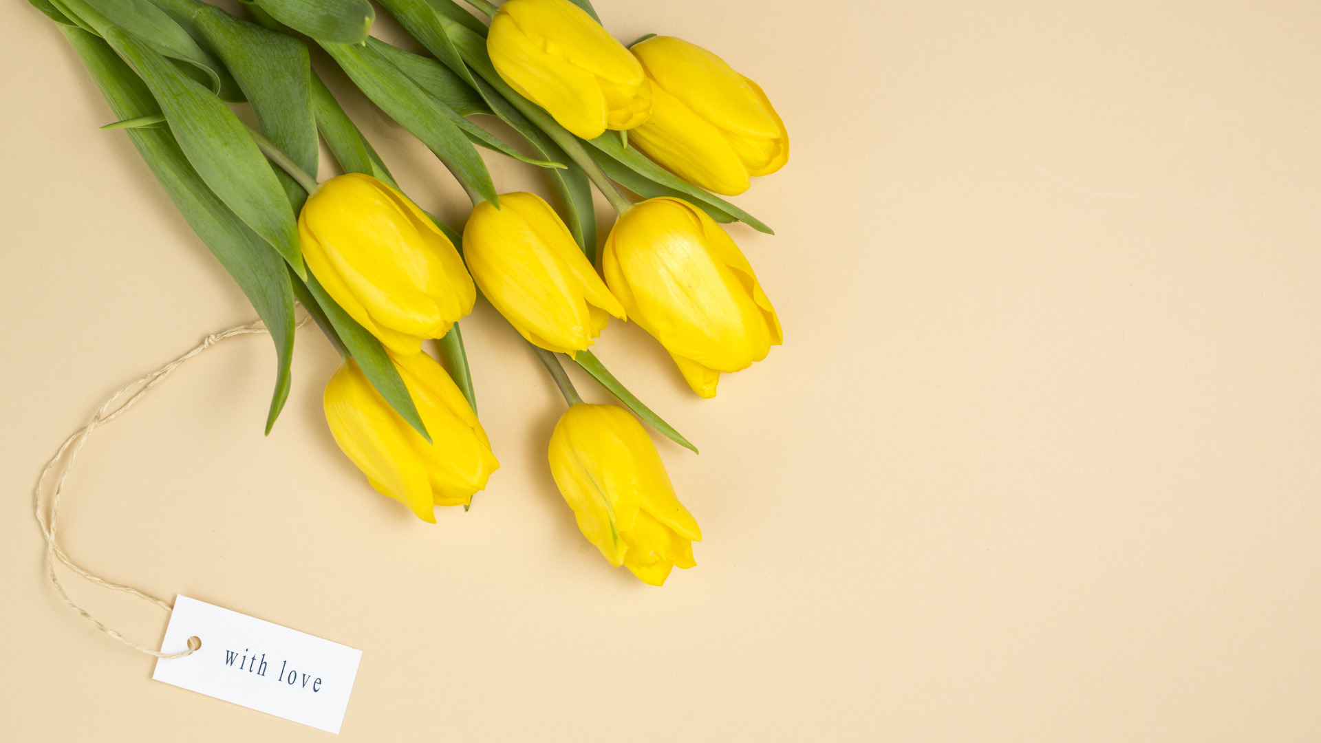 Желтые тюльпаны вестники текст. Желтые тюльпаны. Тюльпаны фон. Тюльпаны на желтом фоне. Желтые тюльпаны на белом фоне.