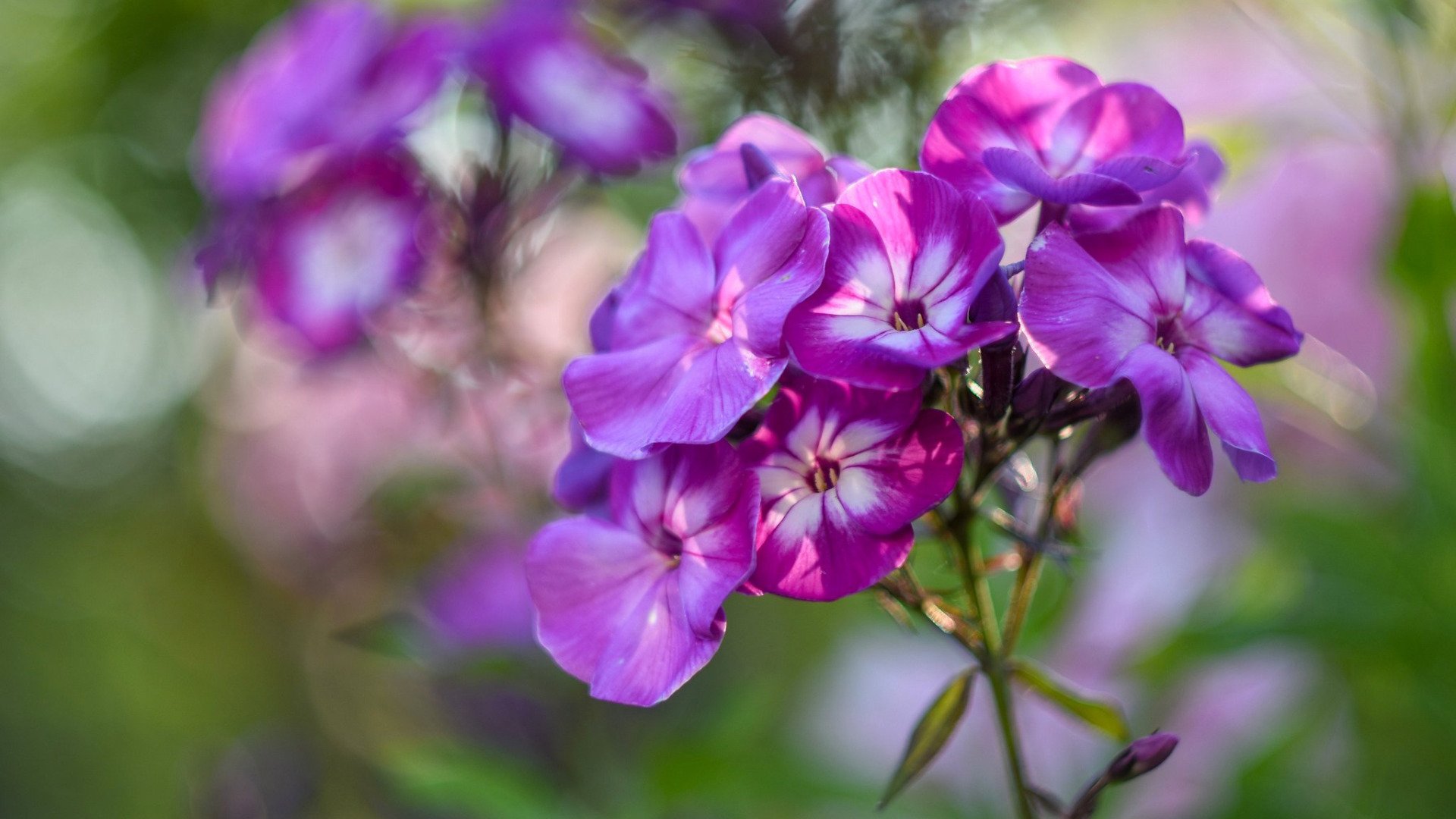 Как цветет флокс фото Download wallpaper summer, flowers, pink, bokeh, Phlox, section flowers in resol