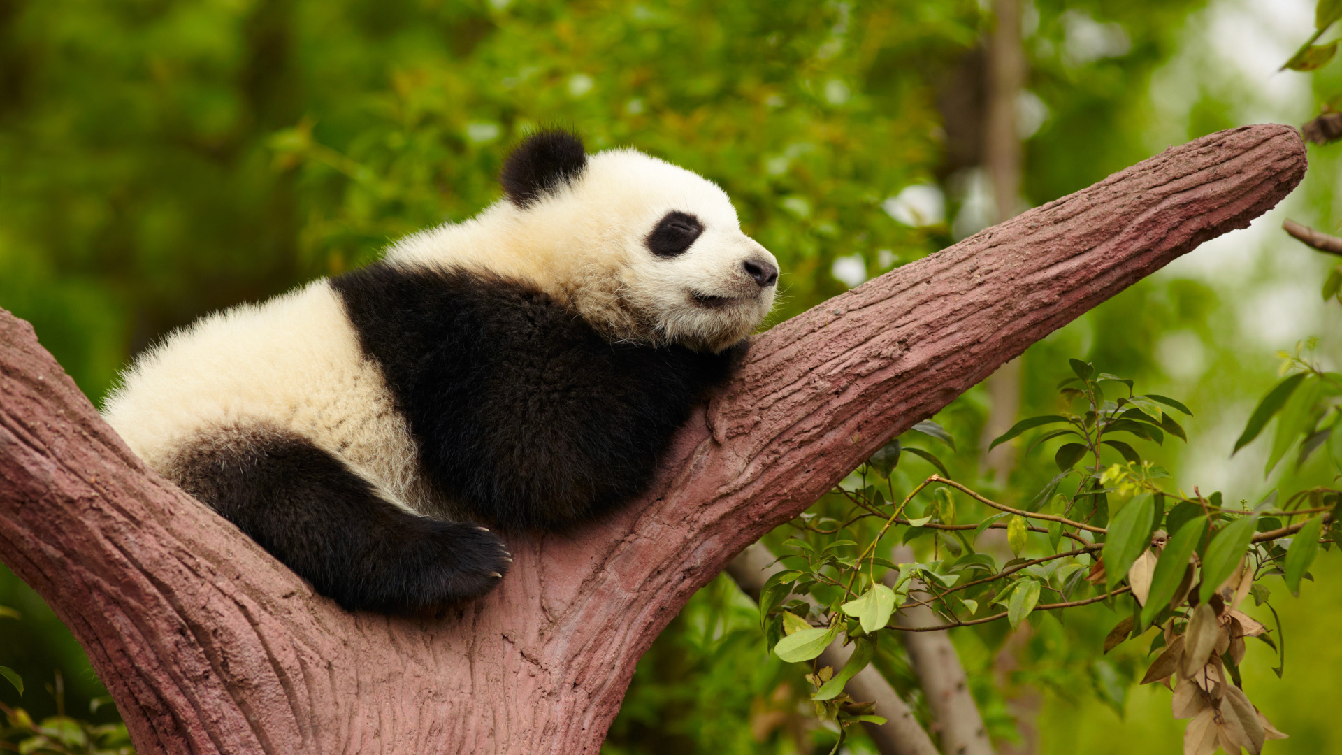 Download wallpaper China, Tree, Panda, China, Giant panda, Giant panda ...