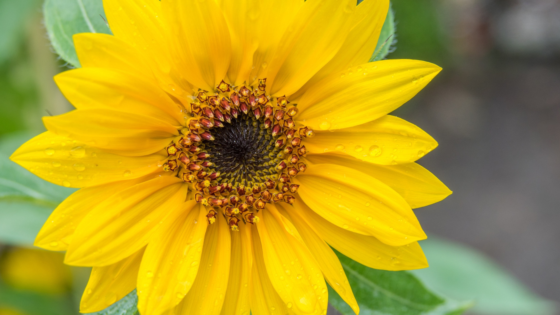 Download Wallpaper Flower Drops Macro Sunflower Section Macro In Resolution X