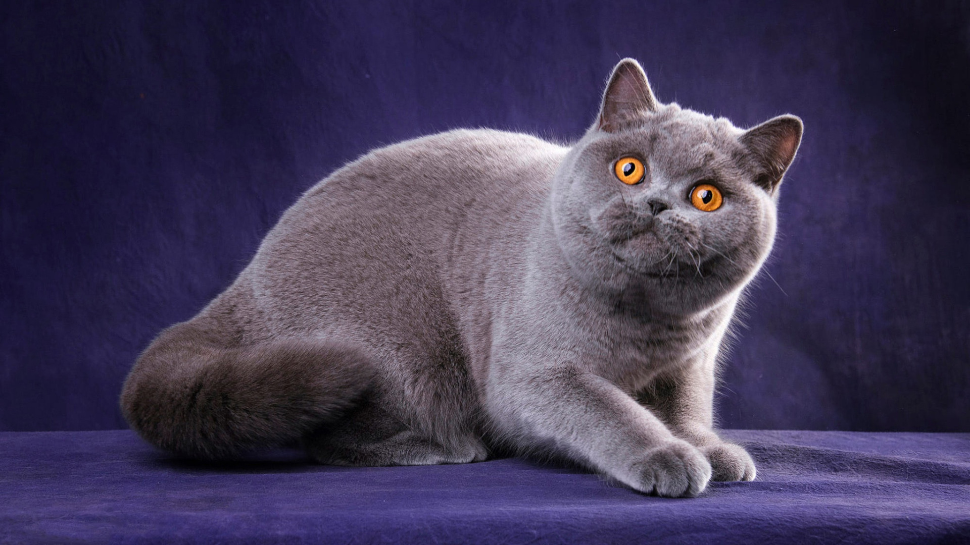 Фотографии породы британских кошек. Британская короткошёрстная кошка. Британская короткошёрстная кошка голубая. Британский короткошерстный кот серый. Порода Бритиш Шортхэйр.