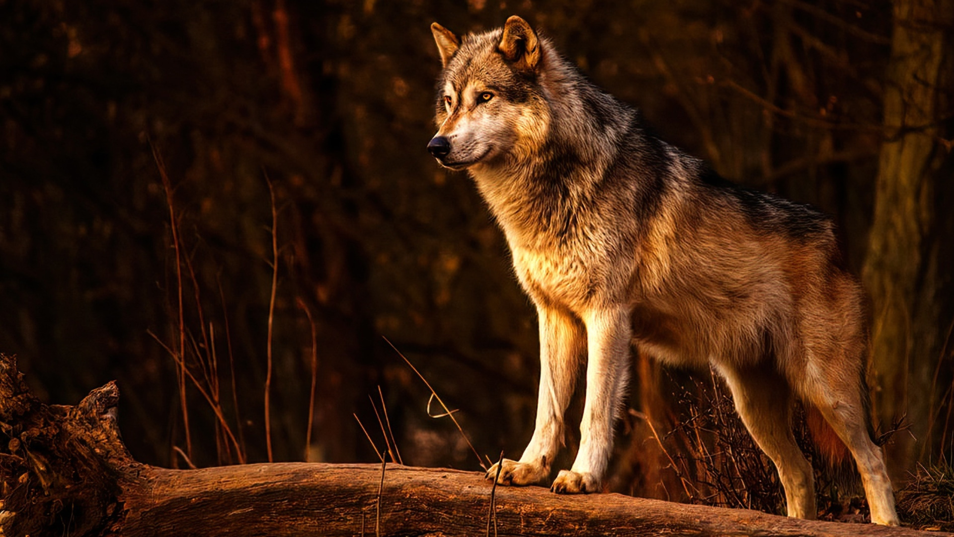 Download Wallpaper Nature, Predator, Animal, Wolf, Wildlife, Portrait ...