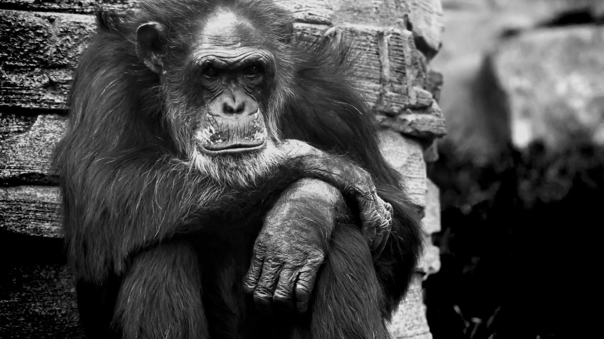Grumpy Monkey Real Download wallpaper monkey, animal, wildlife, grumpy, section animals in ...