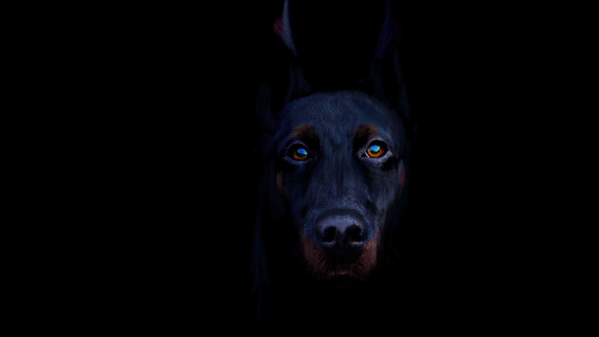 Doberman Photos, Download The BEST Free Doberman Stock Photos & HD Images