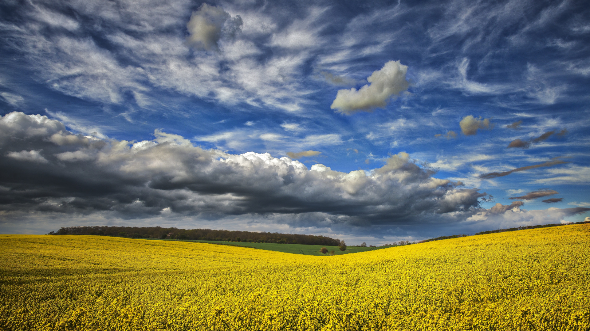 Download wallpaper field, the sky, clouds, landscape, flowers, section ...