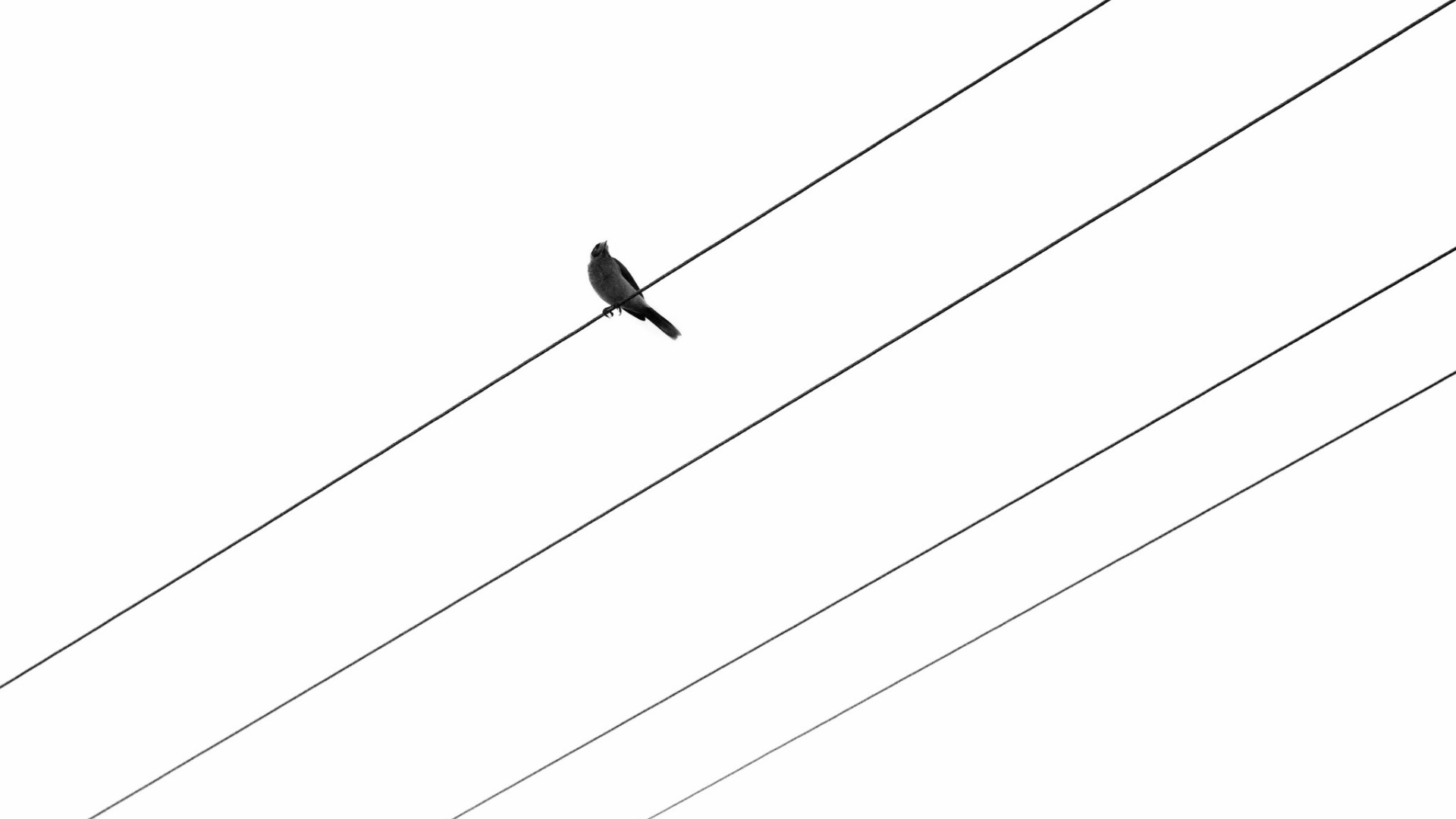 download-wallpaper-background-bird-wire-section-minimalism-in