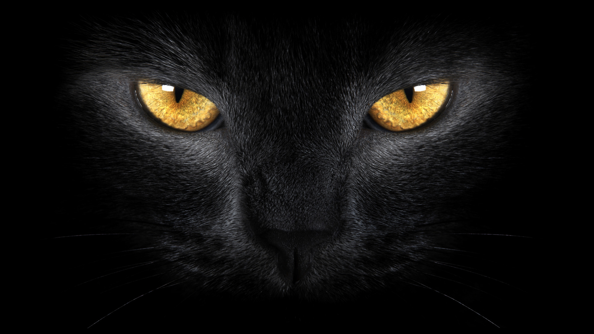 Download wallpaper yellow eyes, black cat, wild, yellow eyes, Black cat ...