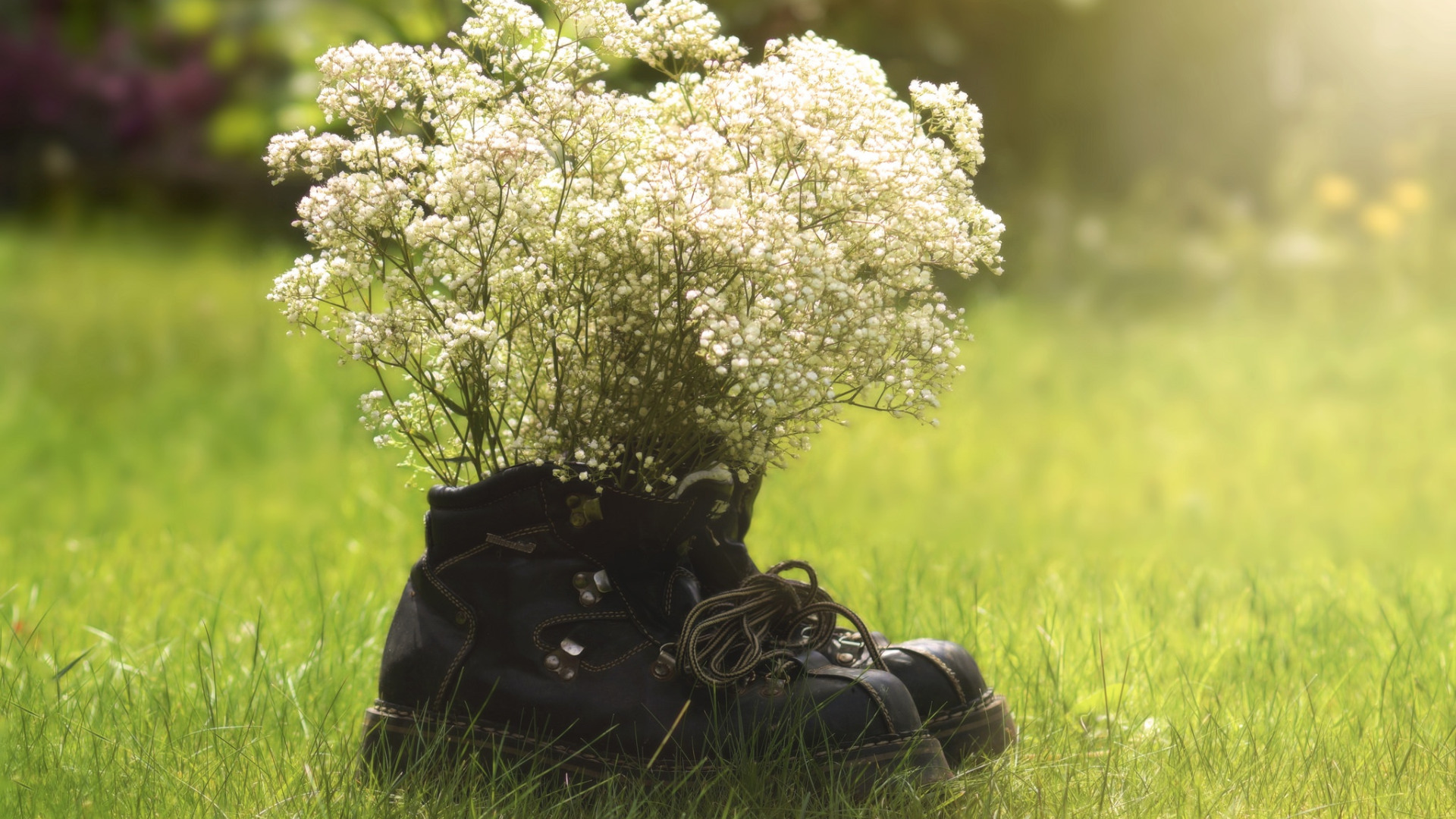 Download wallpaper grass, field, flowers, boots, sunny, section flowers