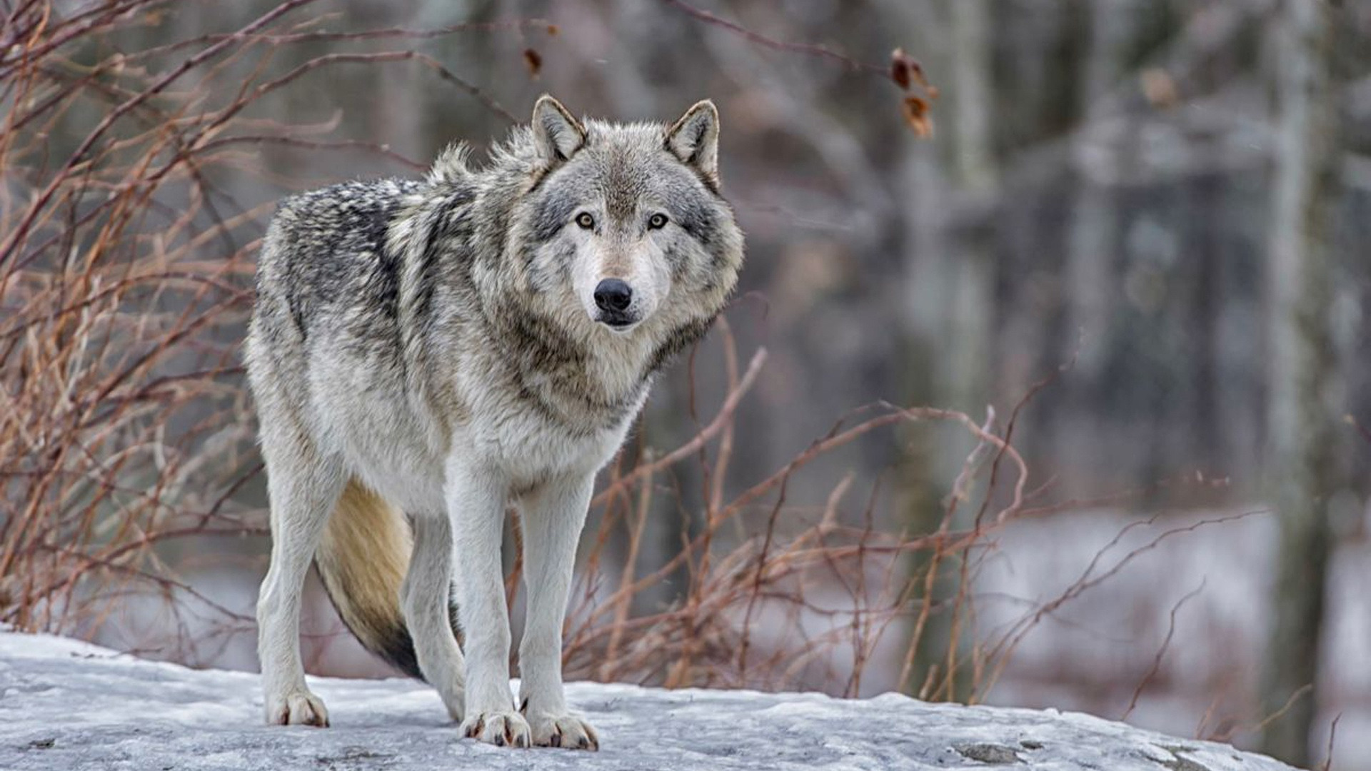 Download Wallpaper Nature, Predator, Animal, Wolf, Wildlife, Portrait ...