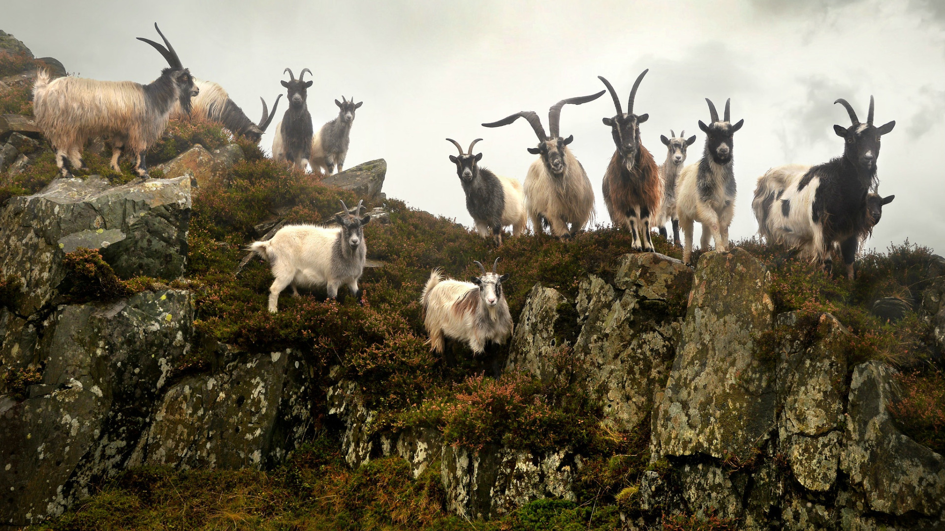 Где живут козлы. Уэльс Дикие козы. Козы в горах. Стадо Козлов. Стадо животных.