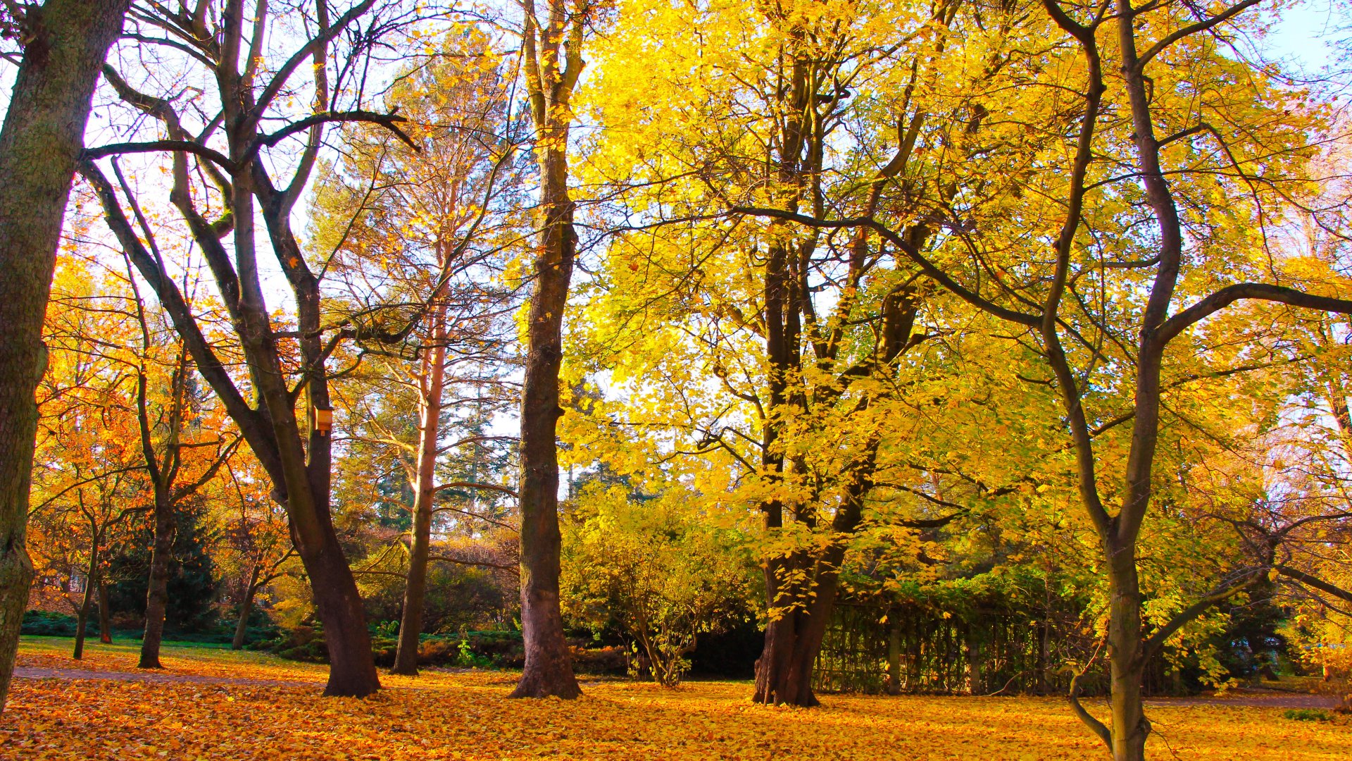 Download wallpaper park, autumn, tree, section landscapes in resolution ...