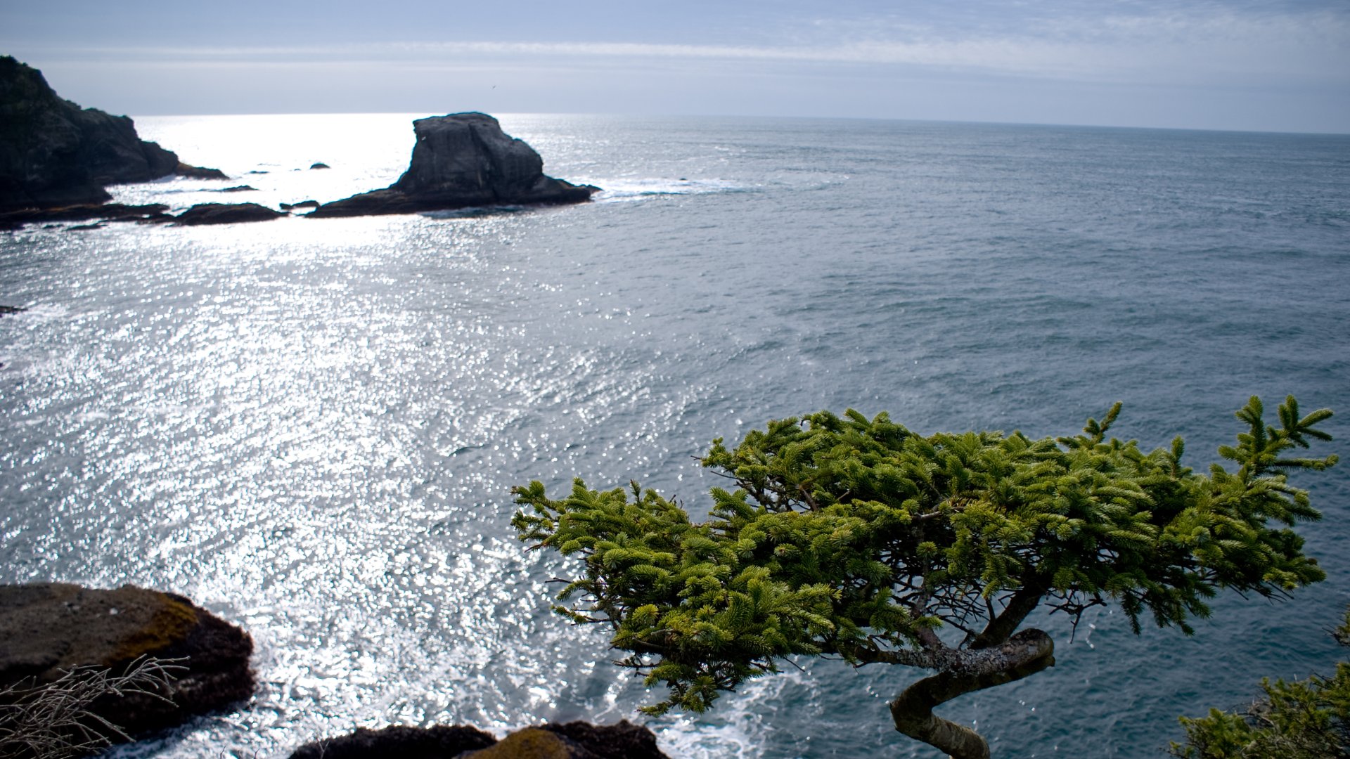 Ocean Treeview Download wallpaper the sun, tree, the ocean, tree, sun, Ocean, section ...