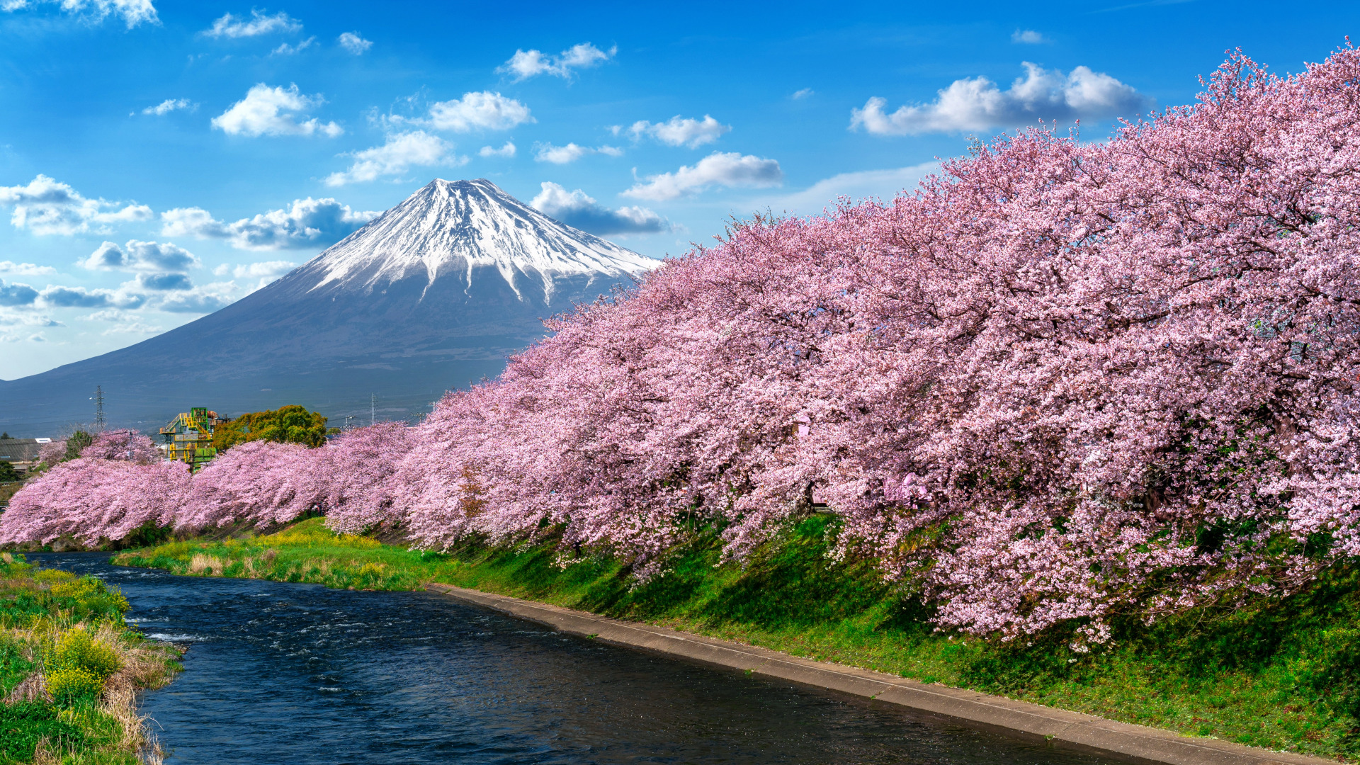 Download wallpaper river, spring, Japan, Sakura, Japan, flowering ...