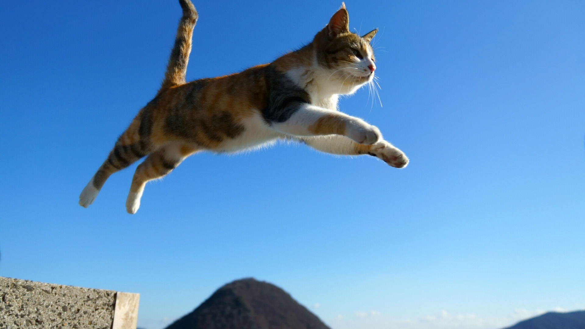 Download wallpaper cat, cat, jump, section cats in resolution 1920x1080