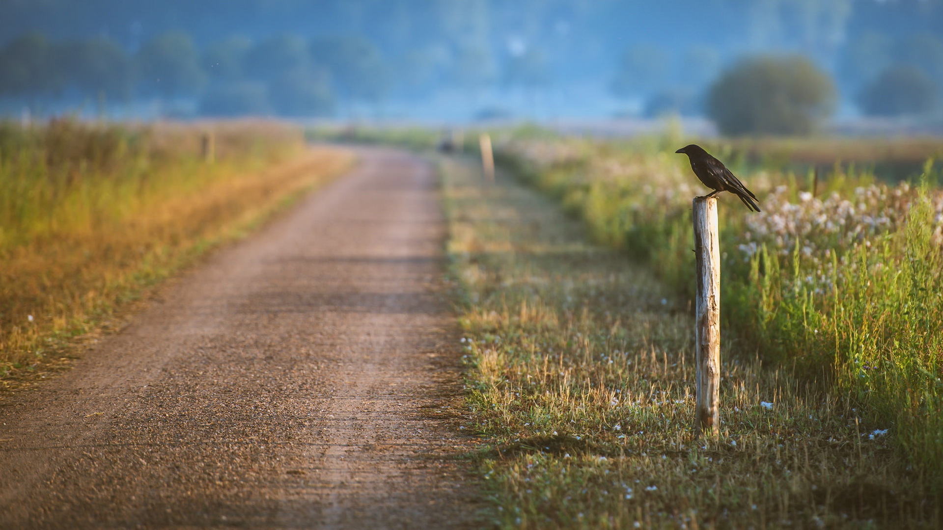 Птицы вдоль дорог. Птицы на дороге. Птицы на обочине дороги. Трава на обочине. Птицы у дороги.